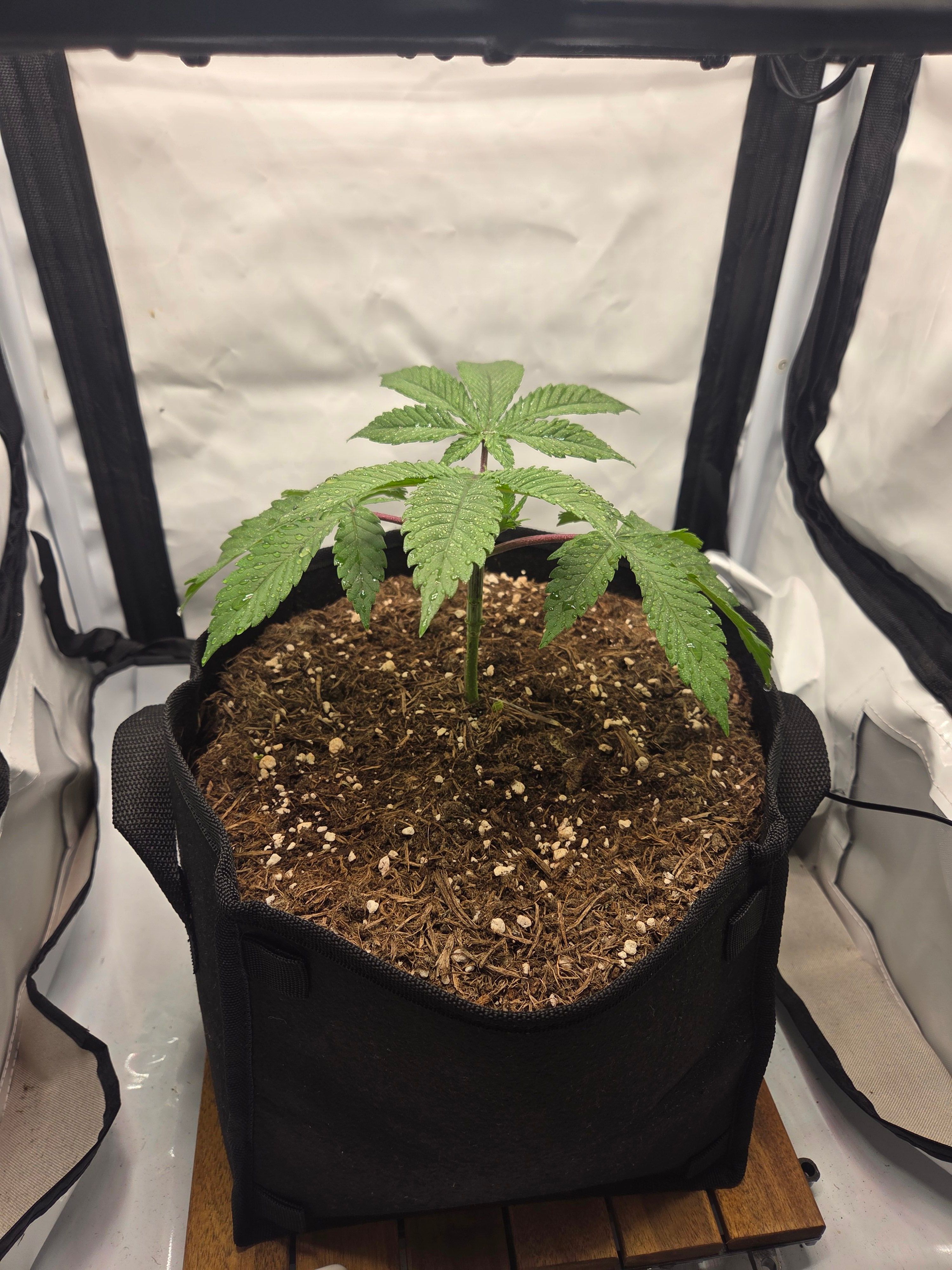 Biscotti πͺβοΈ growlog photo 21