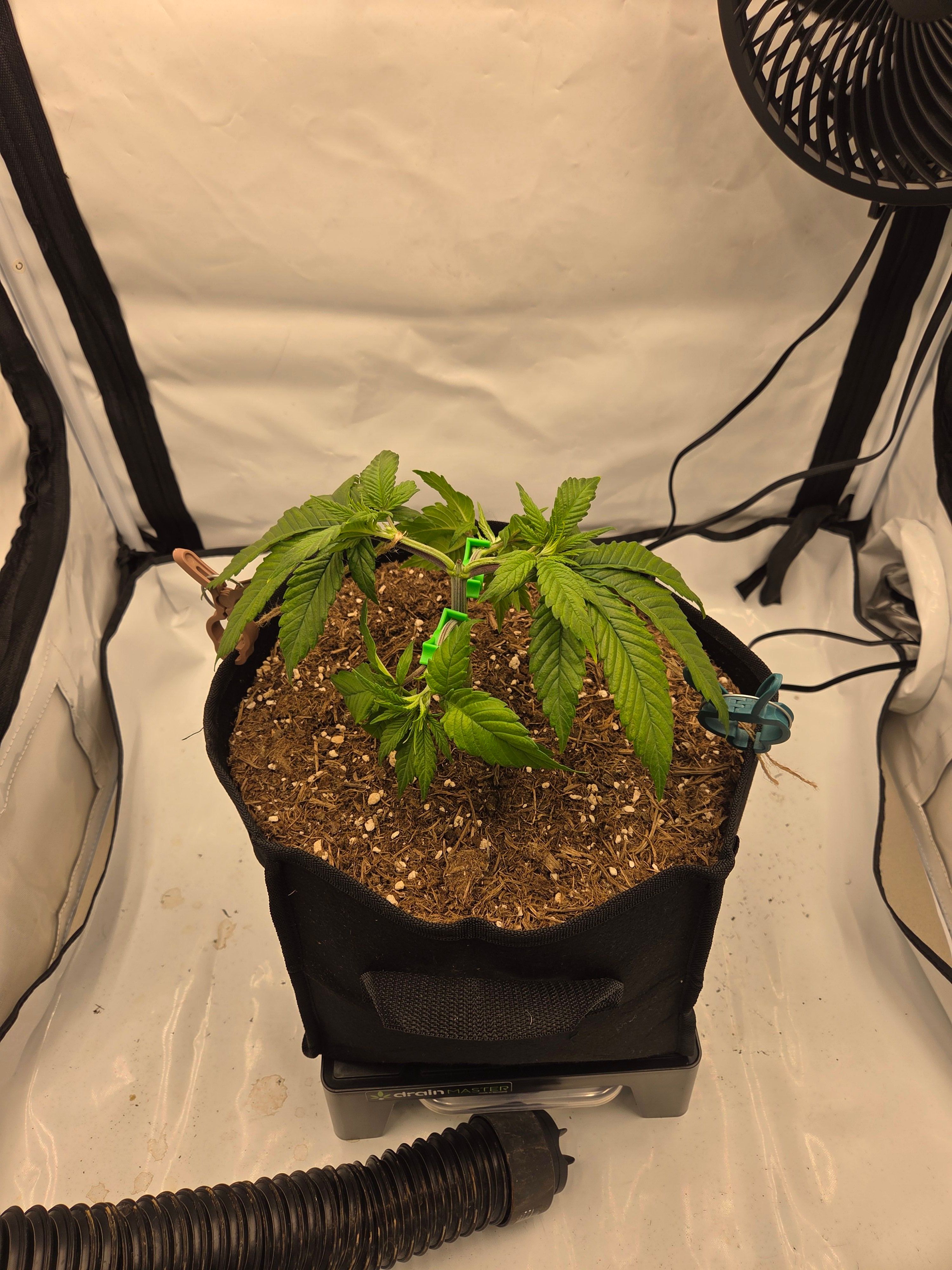 Biscotti πͺβοΈ growlog photo 23