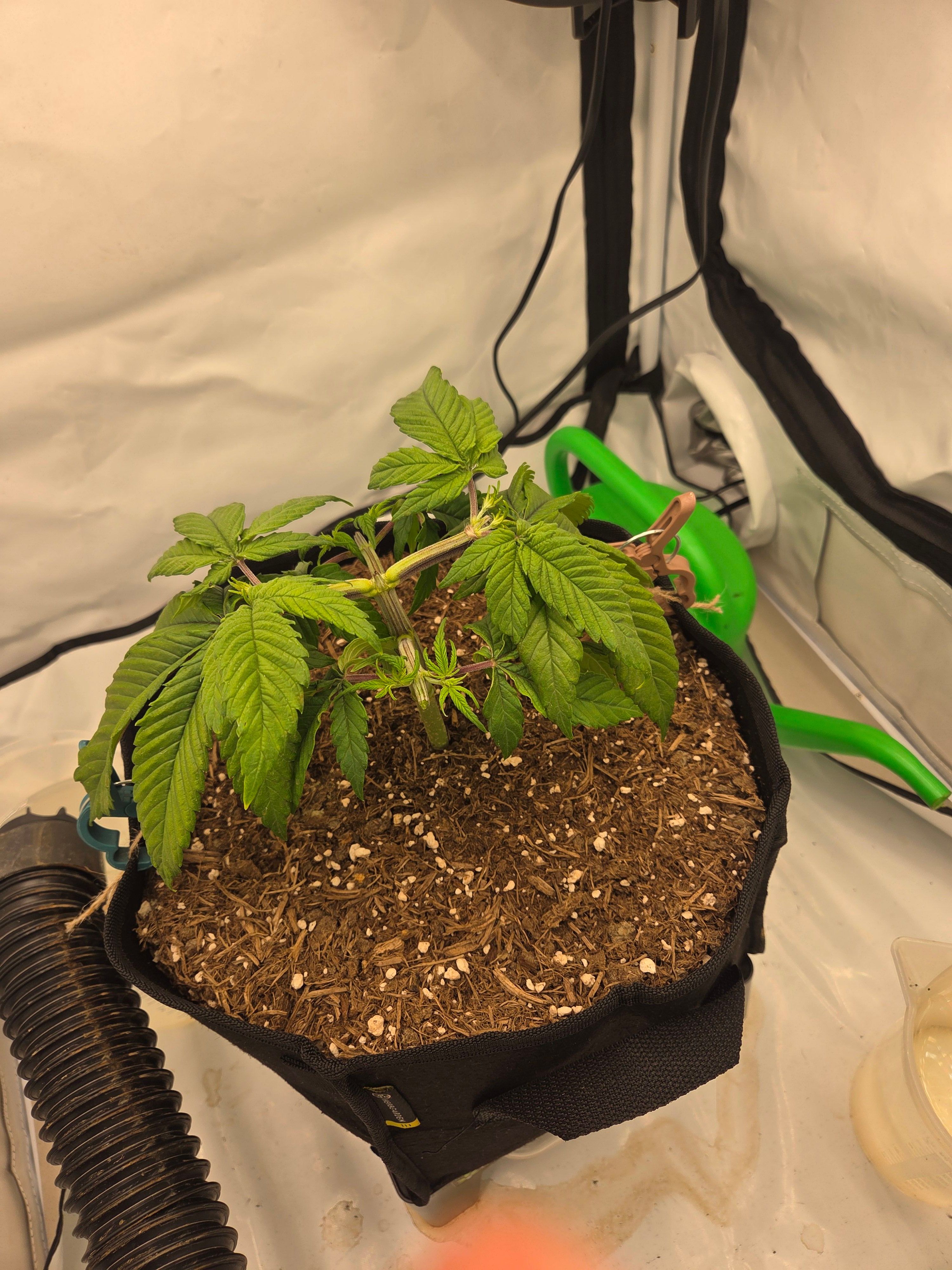 Biscotti πͺβοΈ growlog photo 24