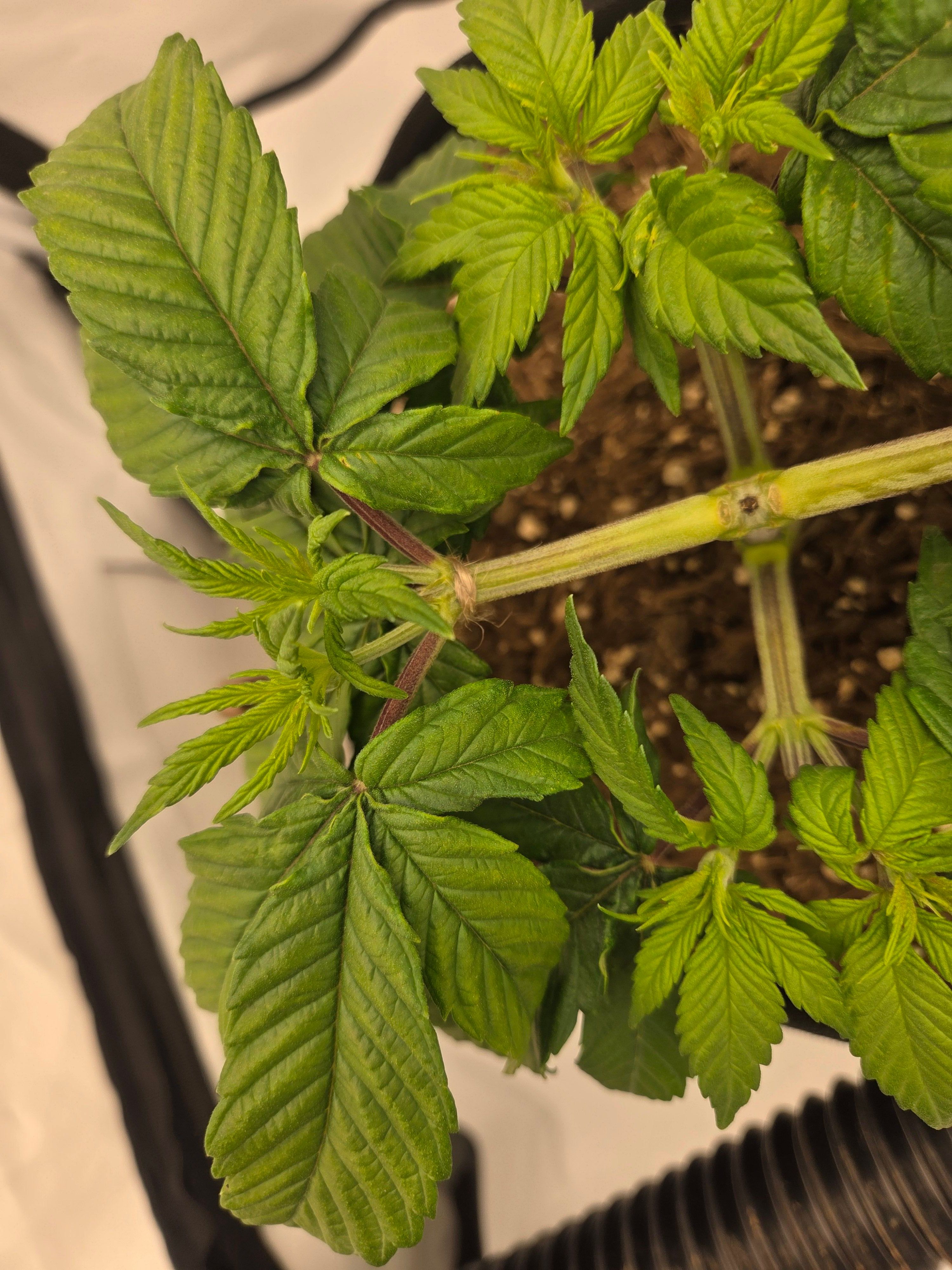 Biscotti πͺβοΈ growlog photo 26