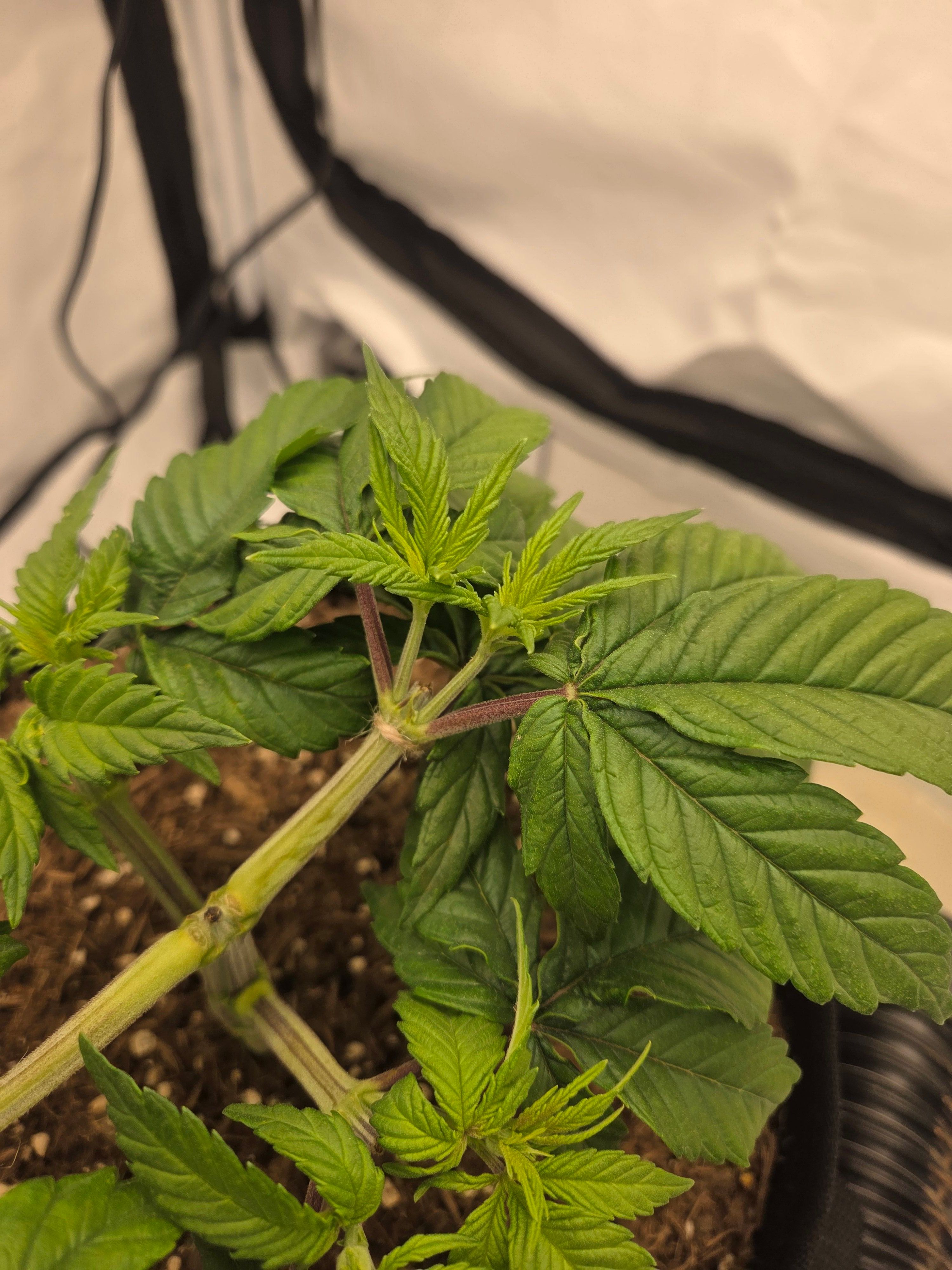 Biscotti πͺβοΈ growlog photo 28