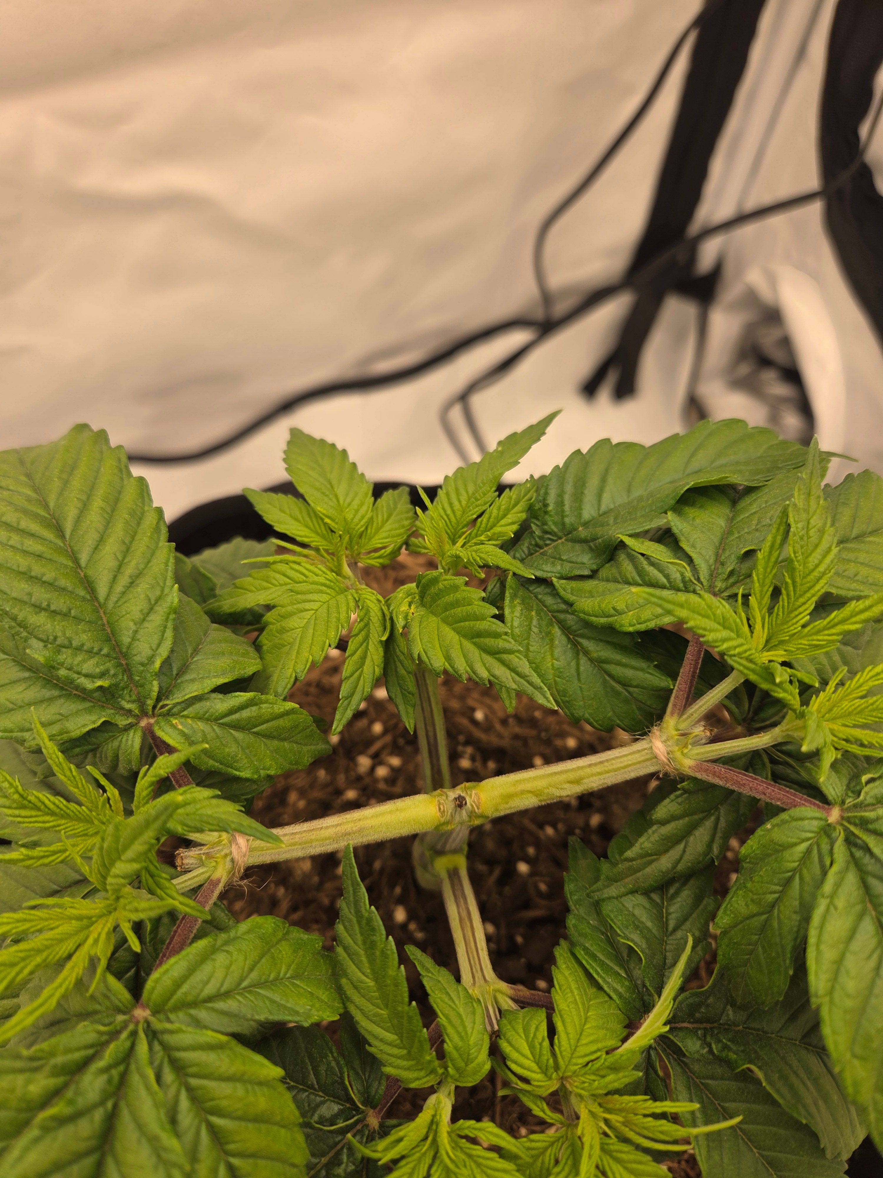 Biscotti πͺβοΈ growlog photo 27