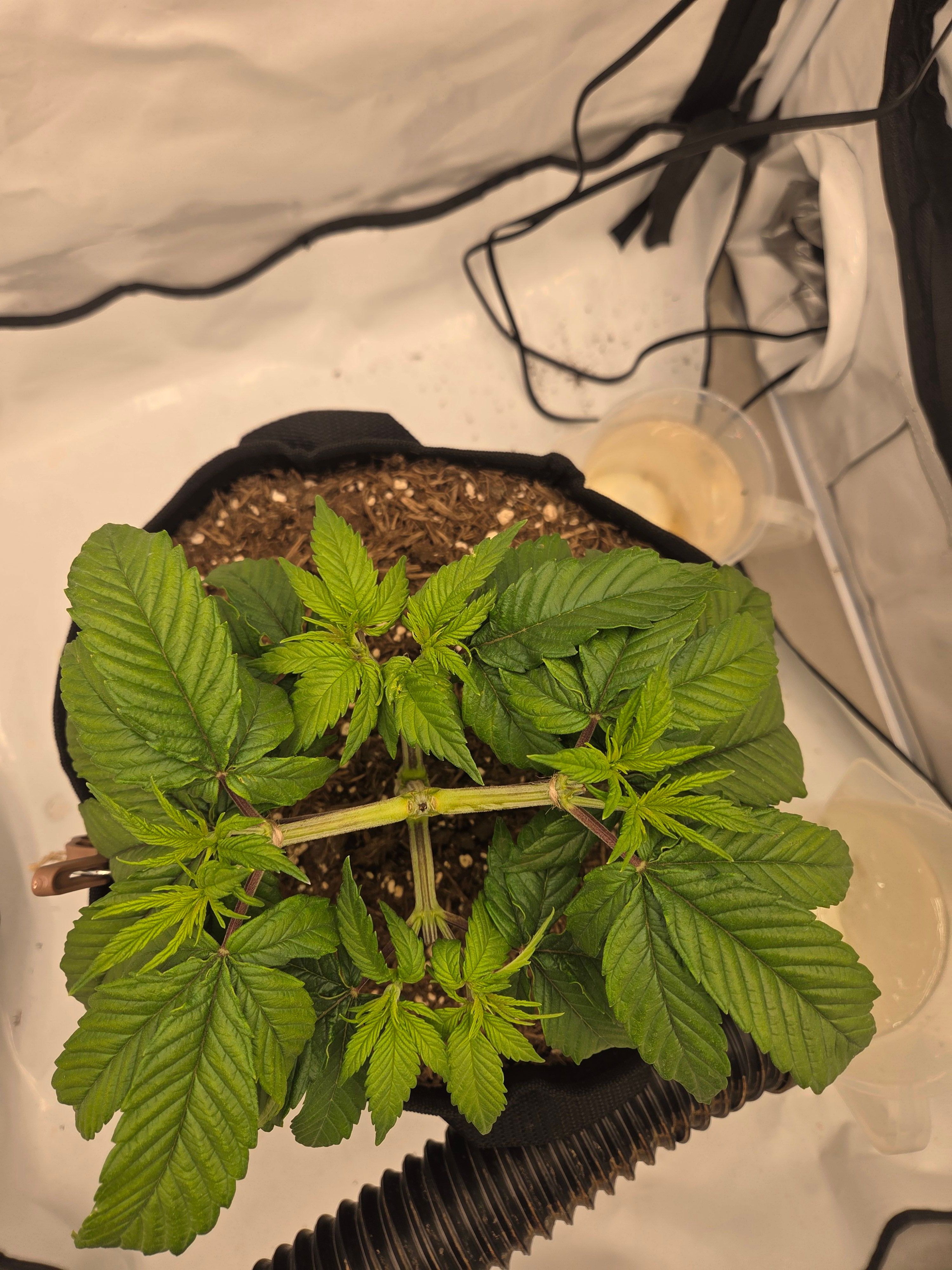 Biscotti πͺβοΈ growlog photo 29
