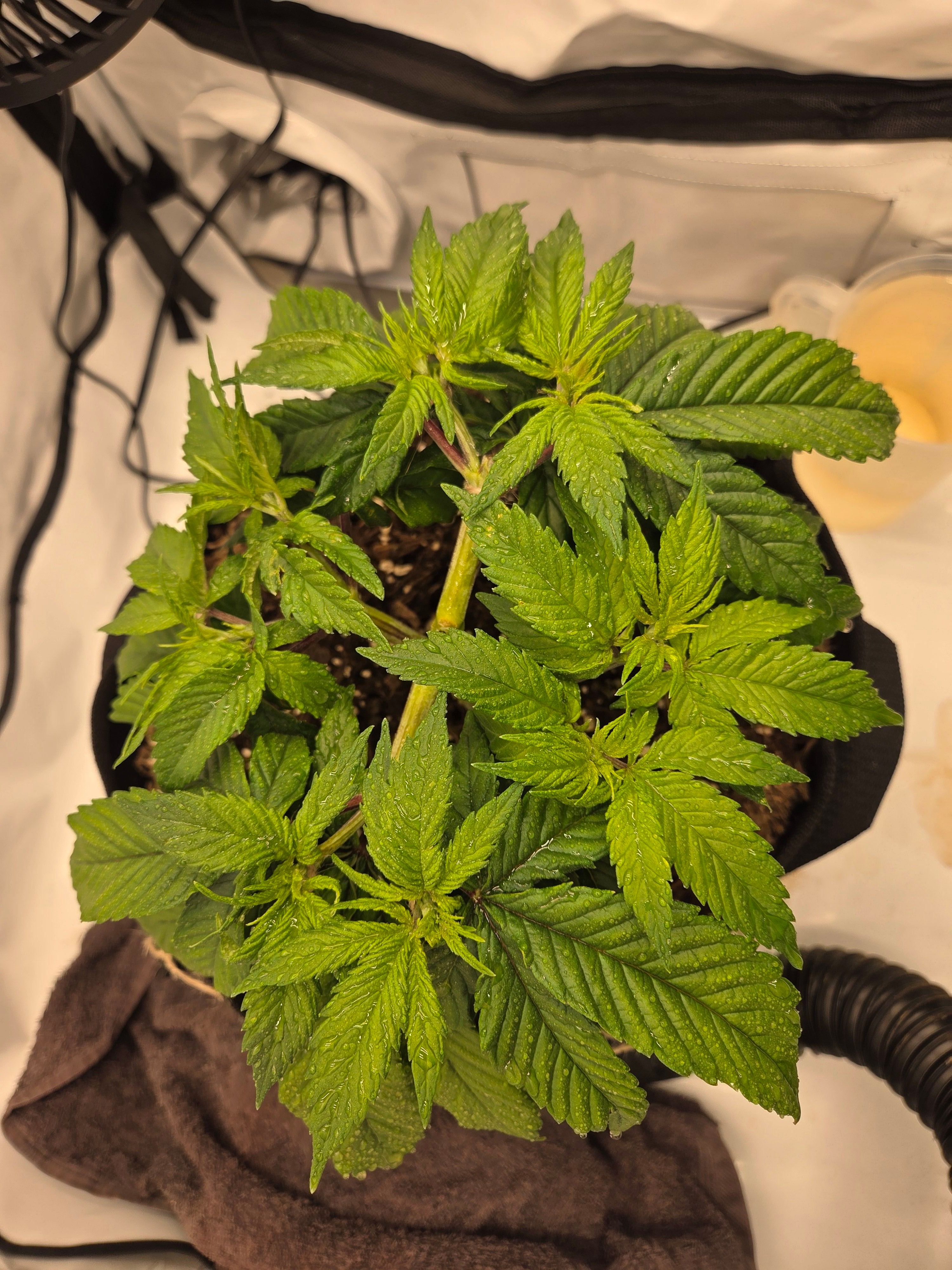 Biscotti πͺβοΈ growlog photo 30