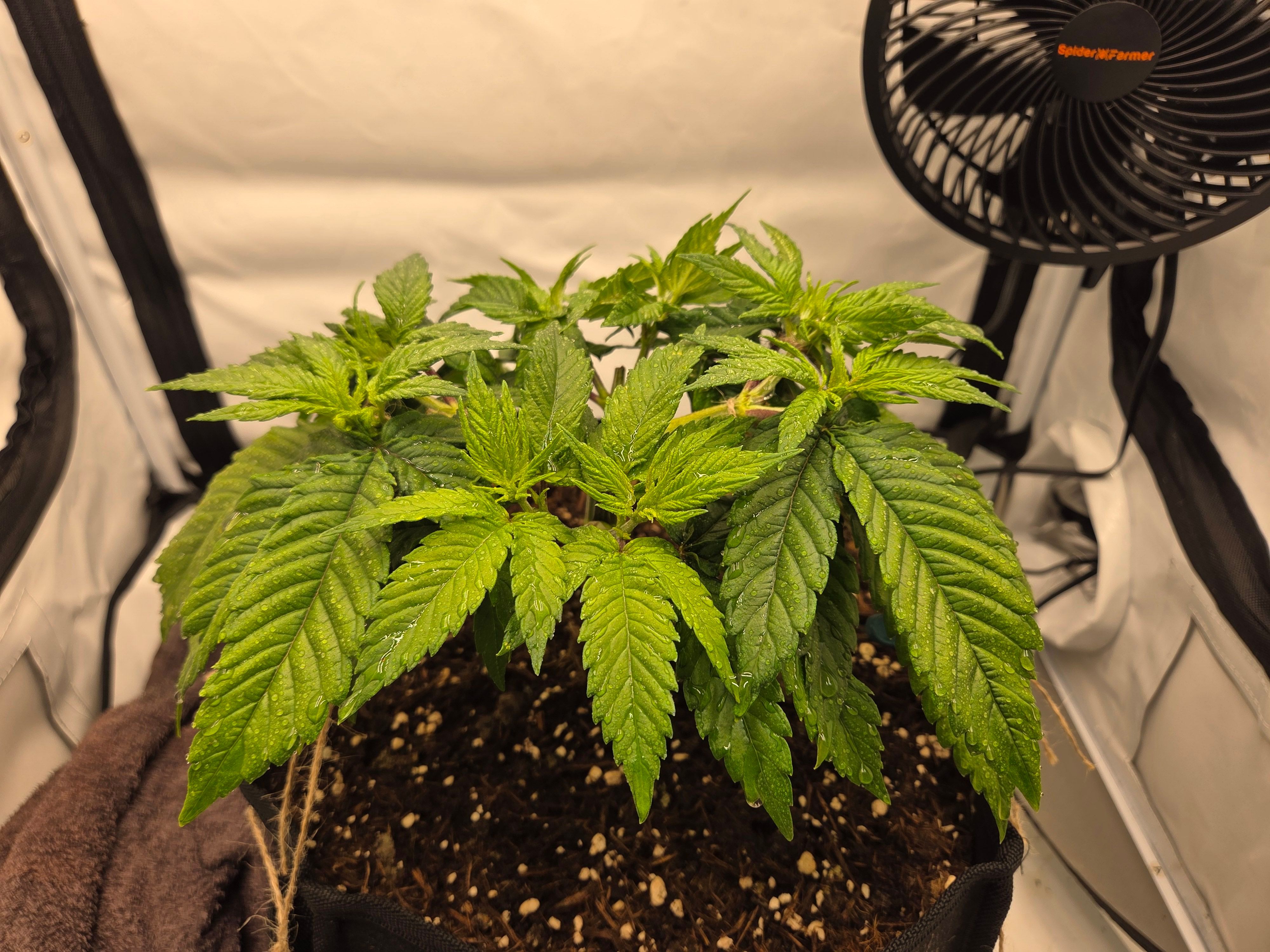 Biscotti πͺβοΈ growlog photo 31