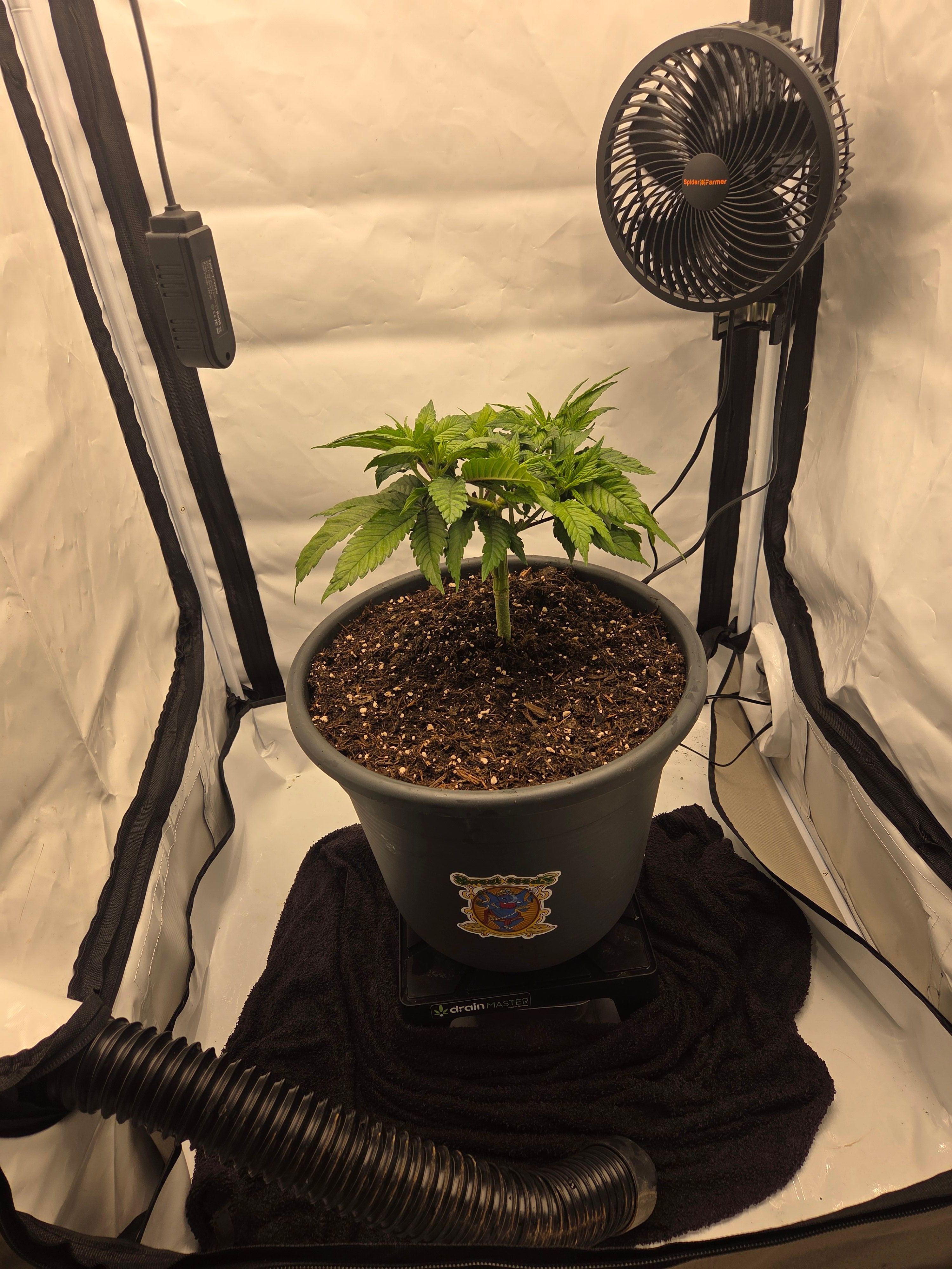 Biscotti πͺβοΈ growlog photo 33