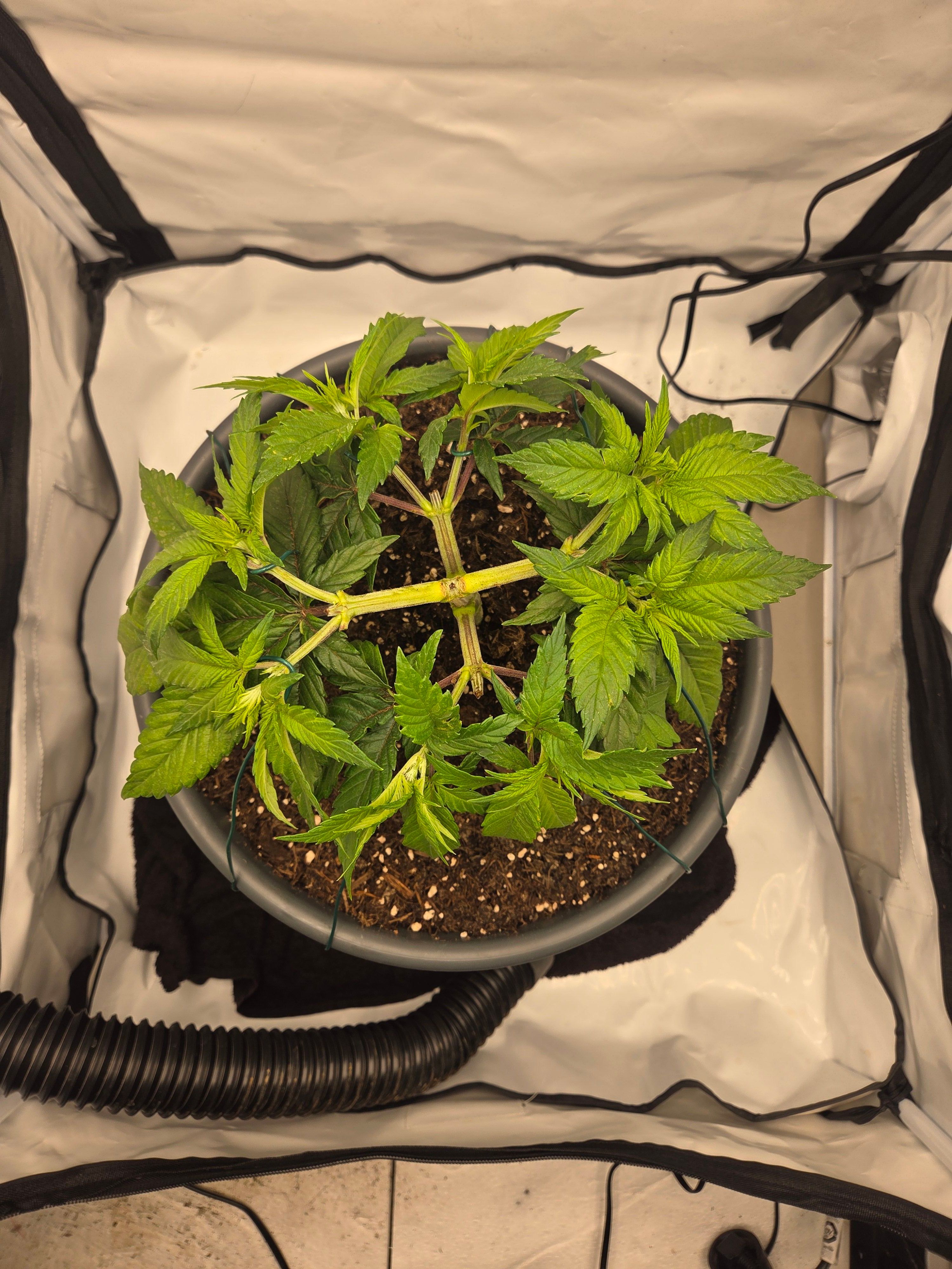 Biscotti πͺβοΈ growlog photo 34