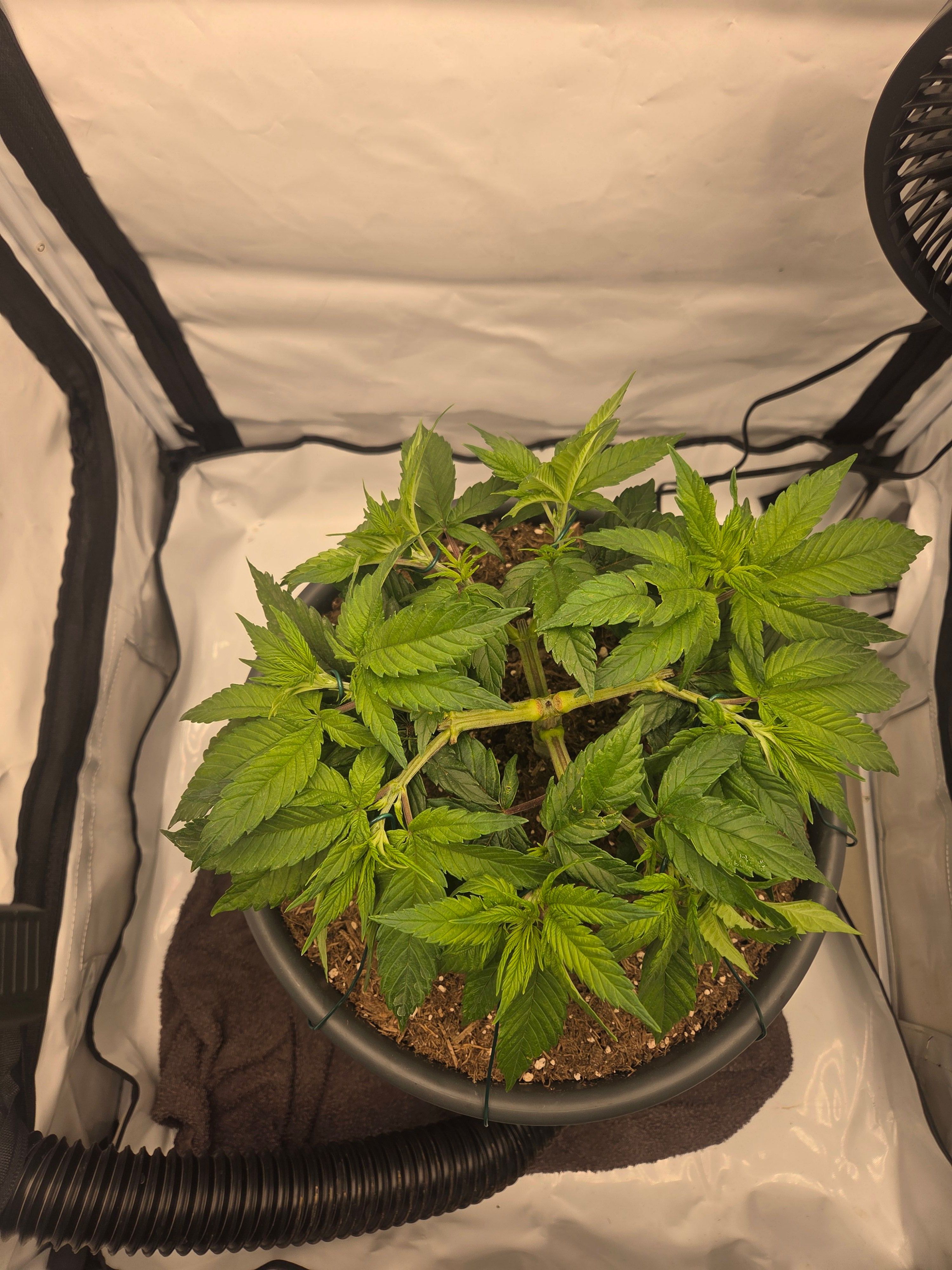 Biscotti πͺβοΈ growlog photo 36
