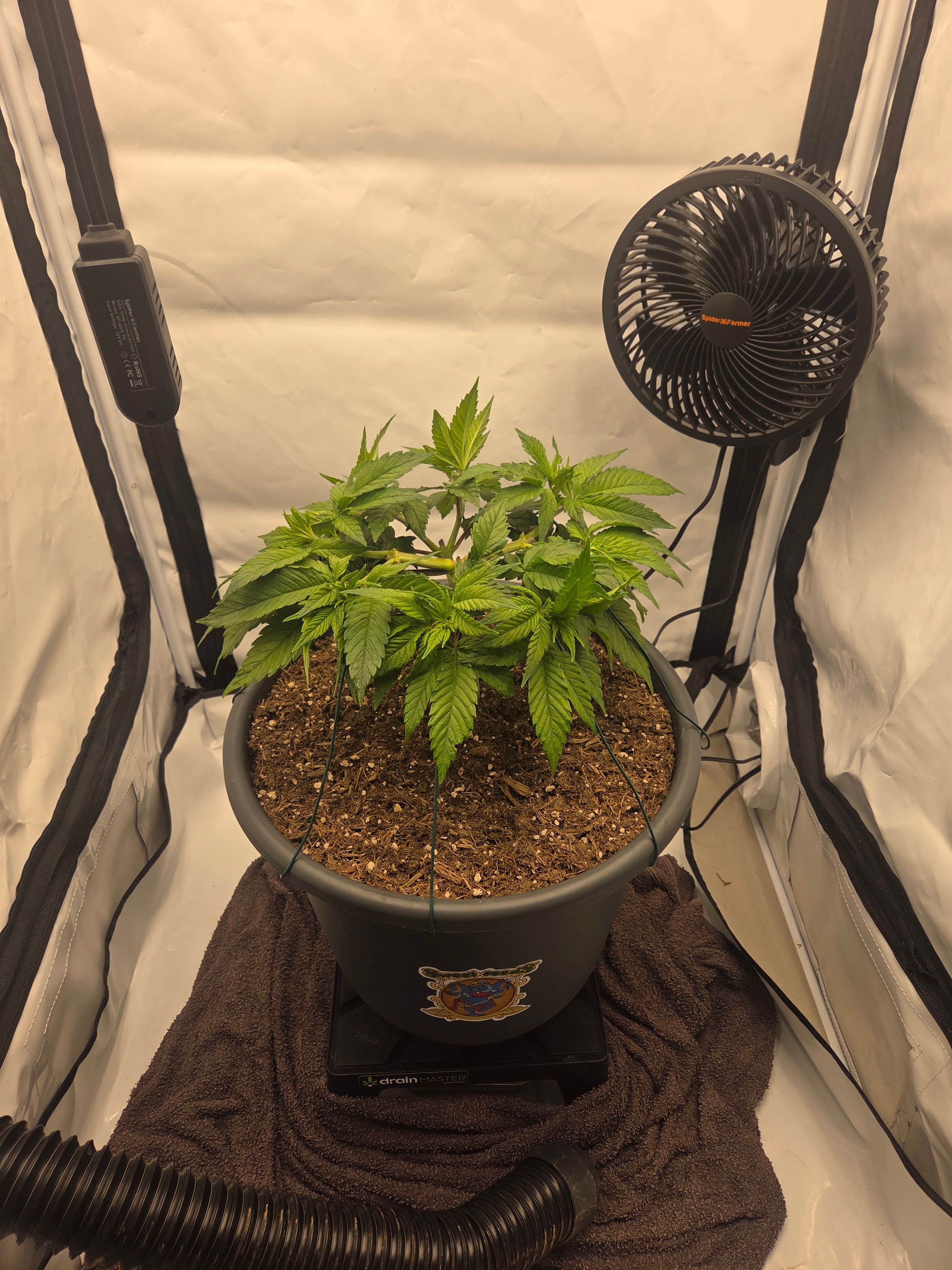 Biscotti πͺβοΈ growlog photo 37