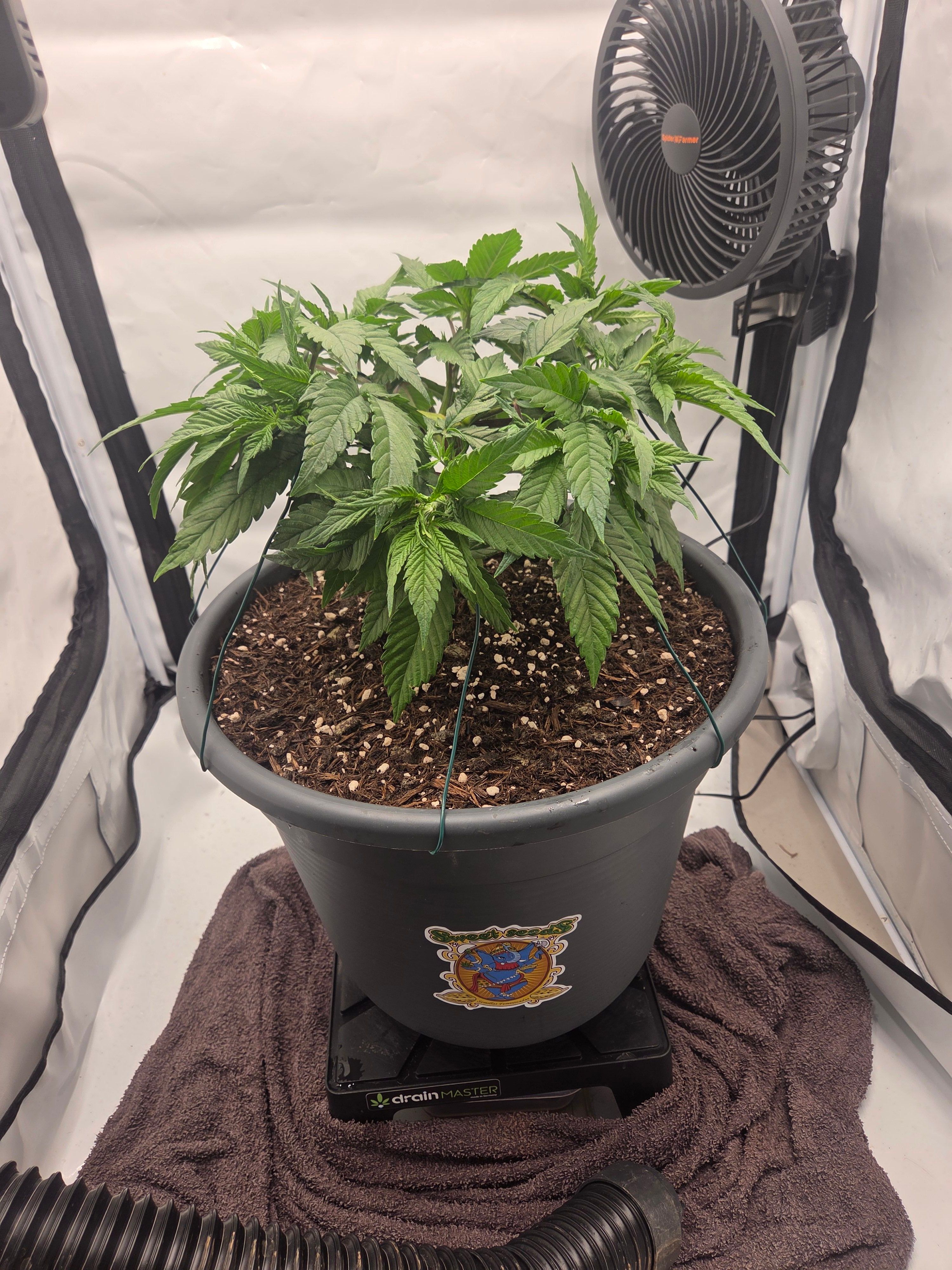 Biscotti πͺβοΈ growlog photo 39