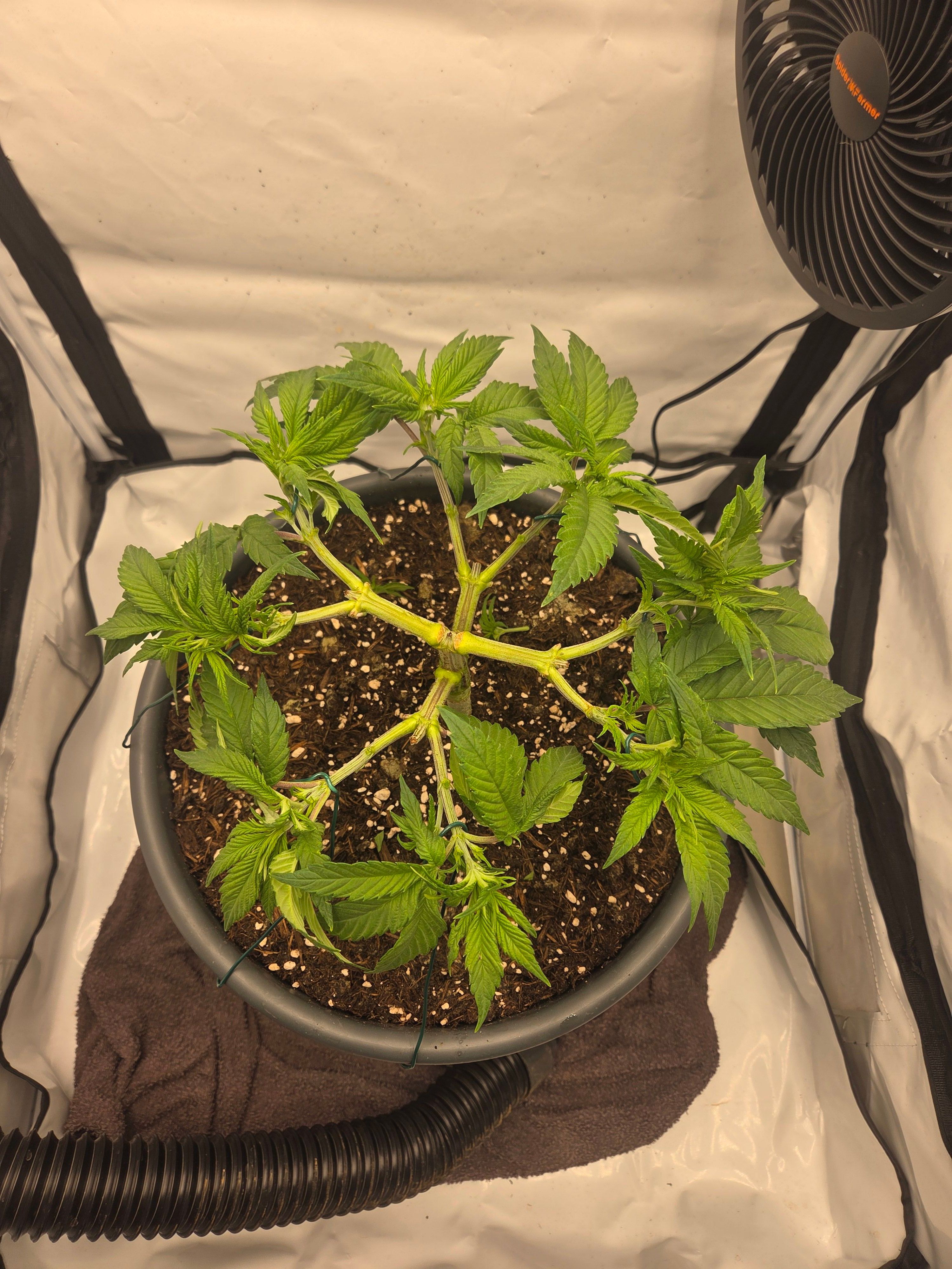 Biscotti πͺβοΈ growlog photo 38