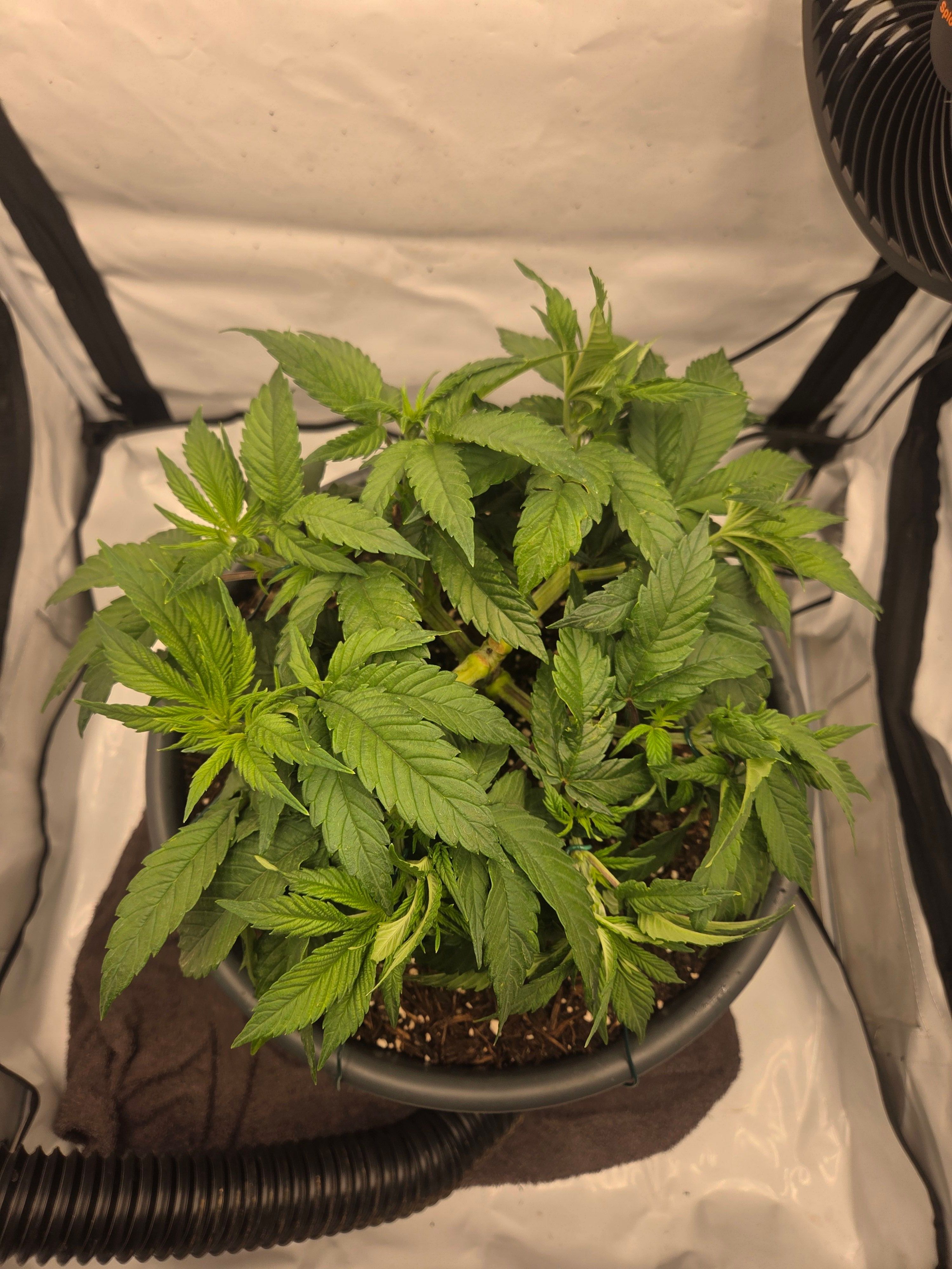 Biscotti πͺβοΈ growlog photo 40