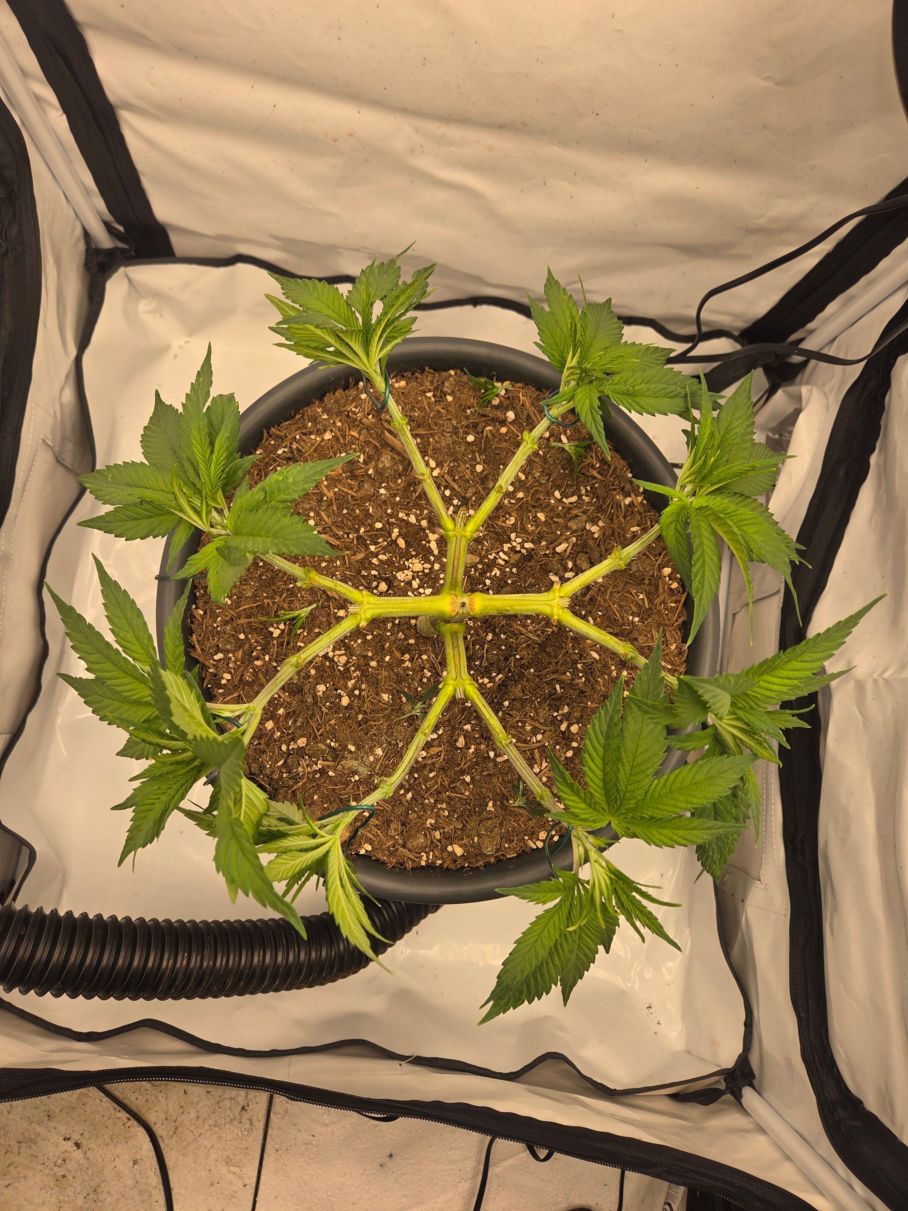 Biscotti πͺβοΈ growlog photo 42