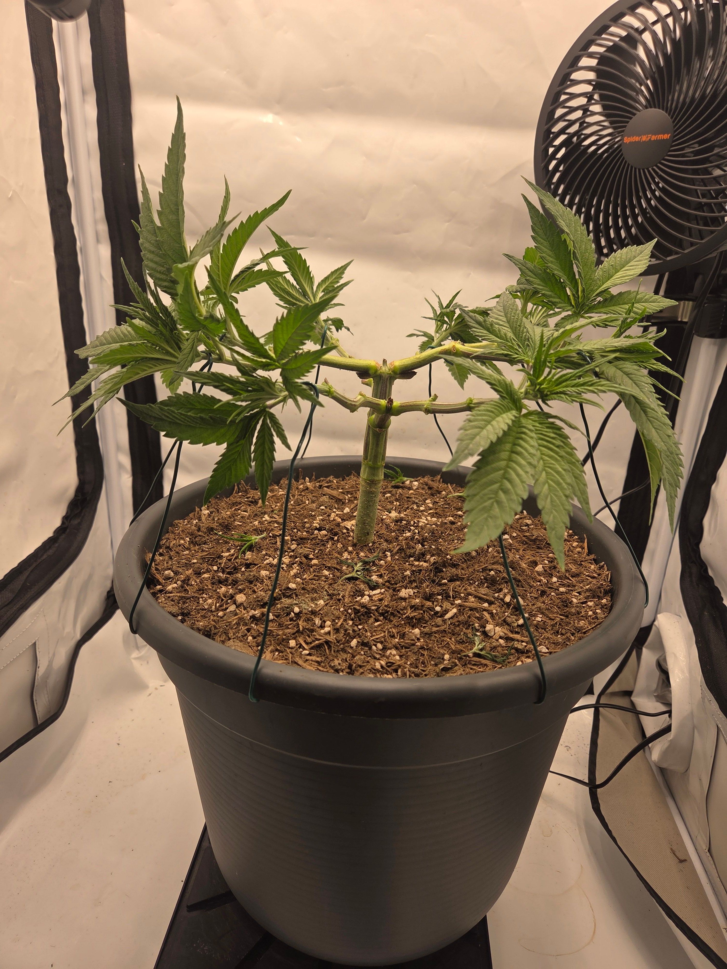 Biscotti πͺβοΈ growlog photo 41