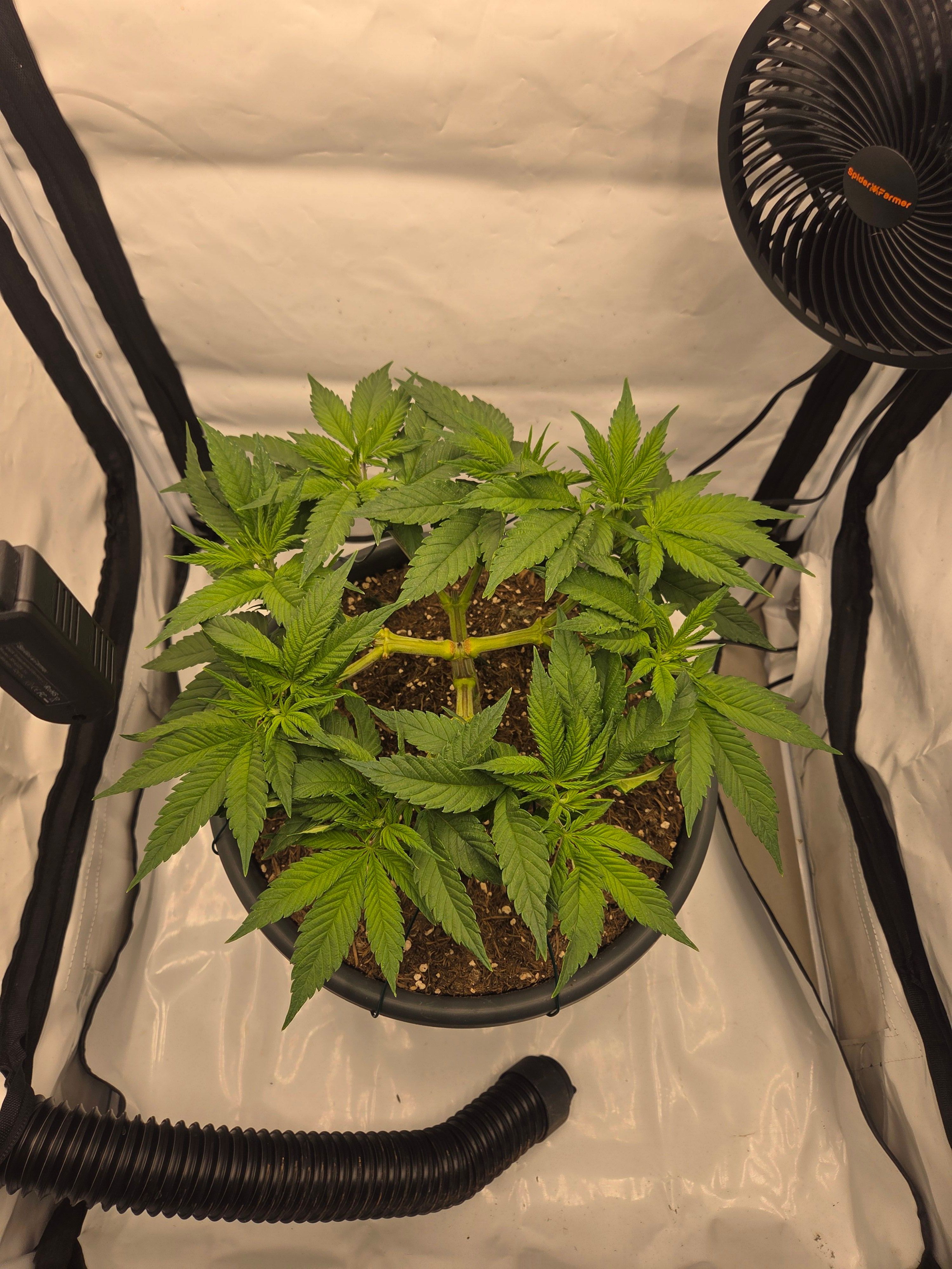 Biscotti πͺβοΈ growlog photo 44