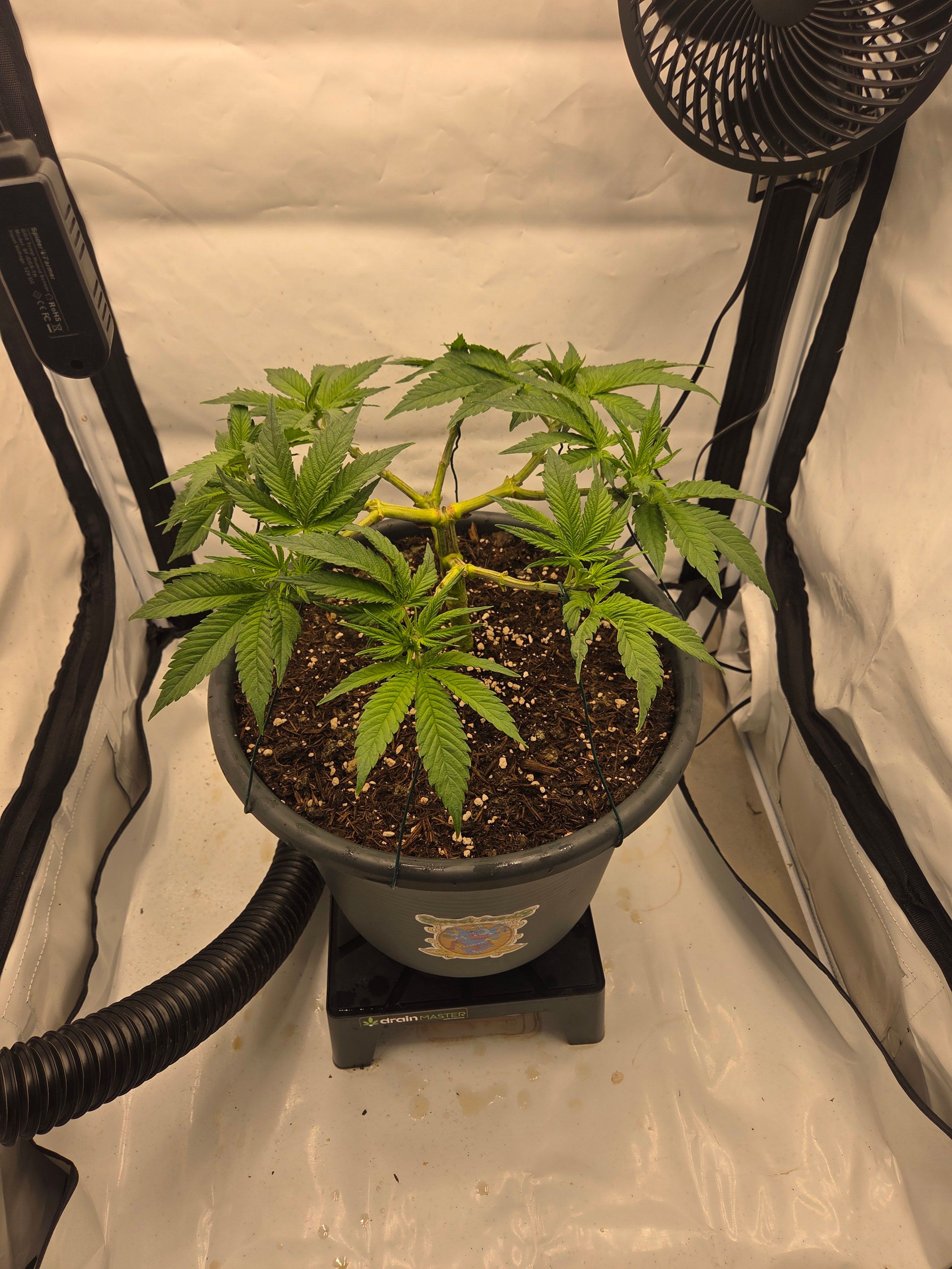 Biscotti πͺβοΈ growlog photo 45