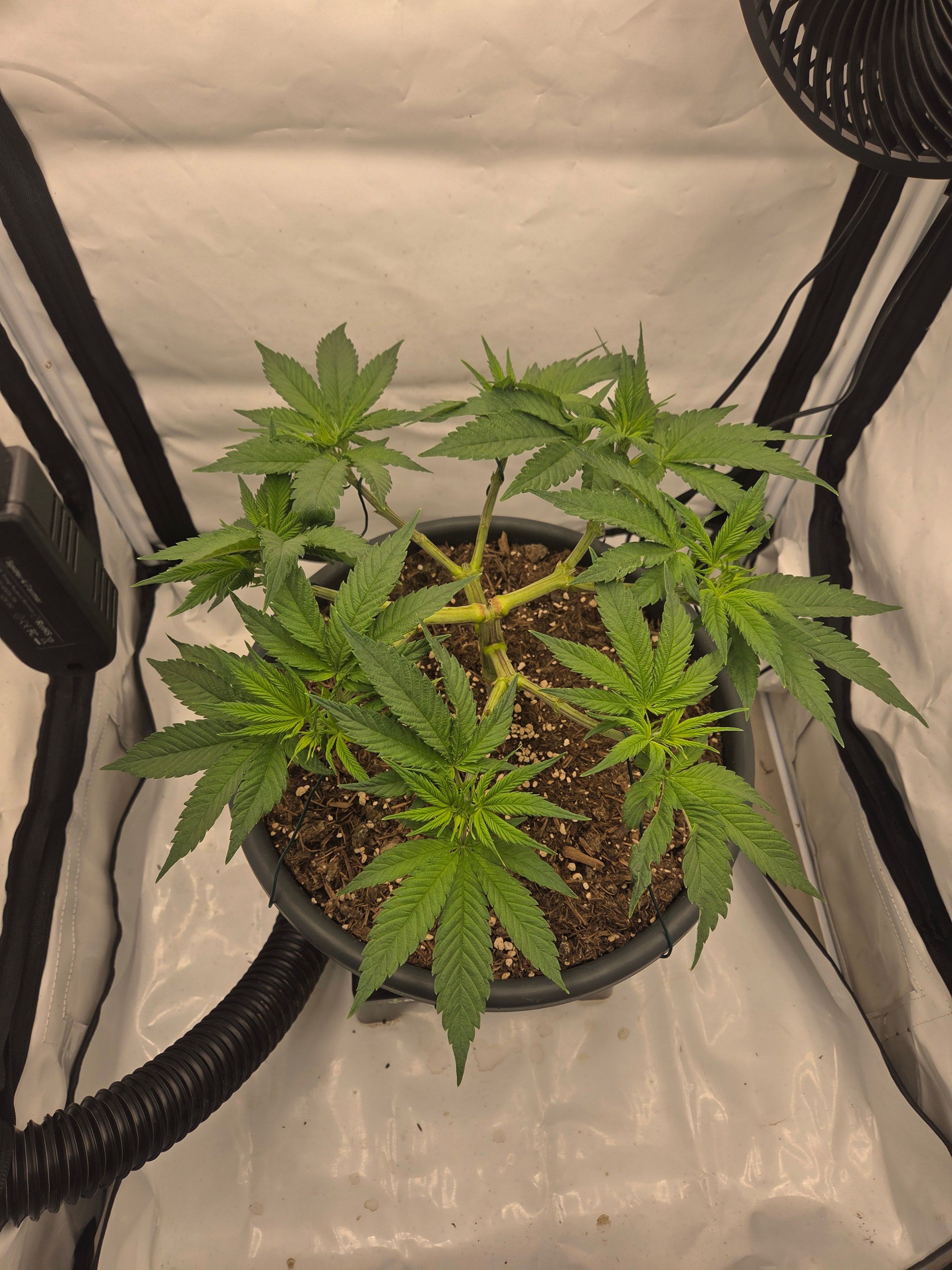 Biscotti πͺβοΈ growlog photo 46