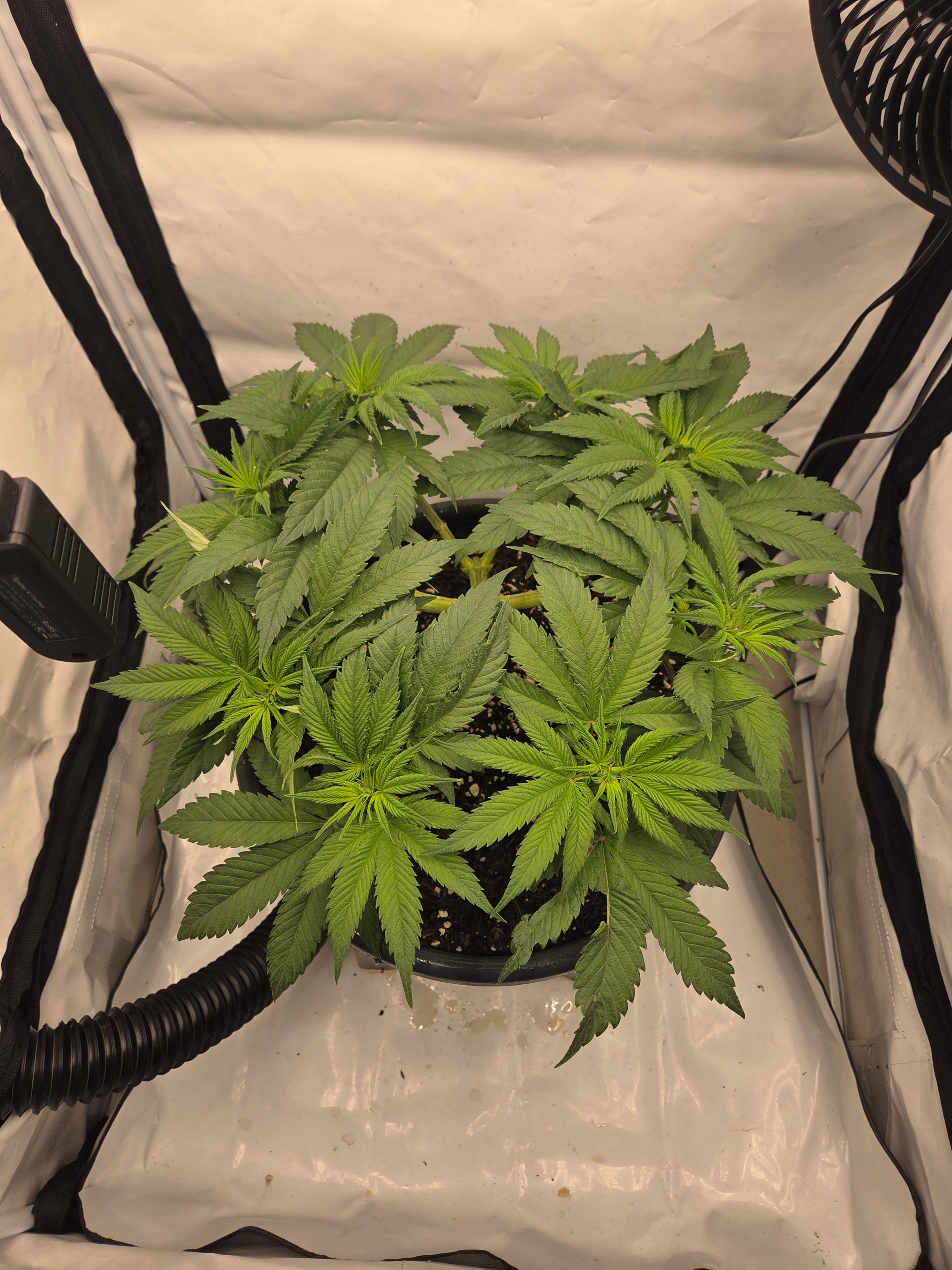Biscotti πͺβοΈ growlog photo 48