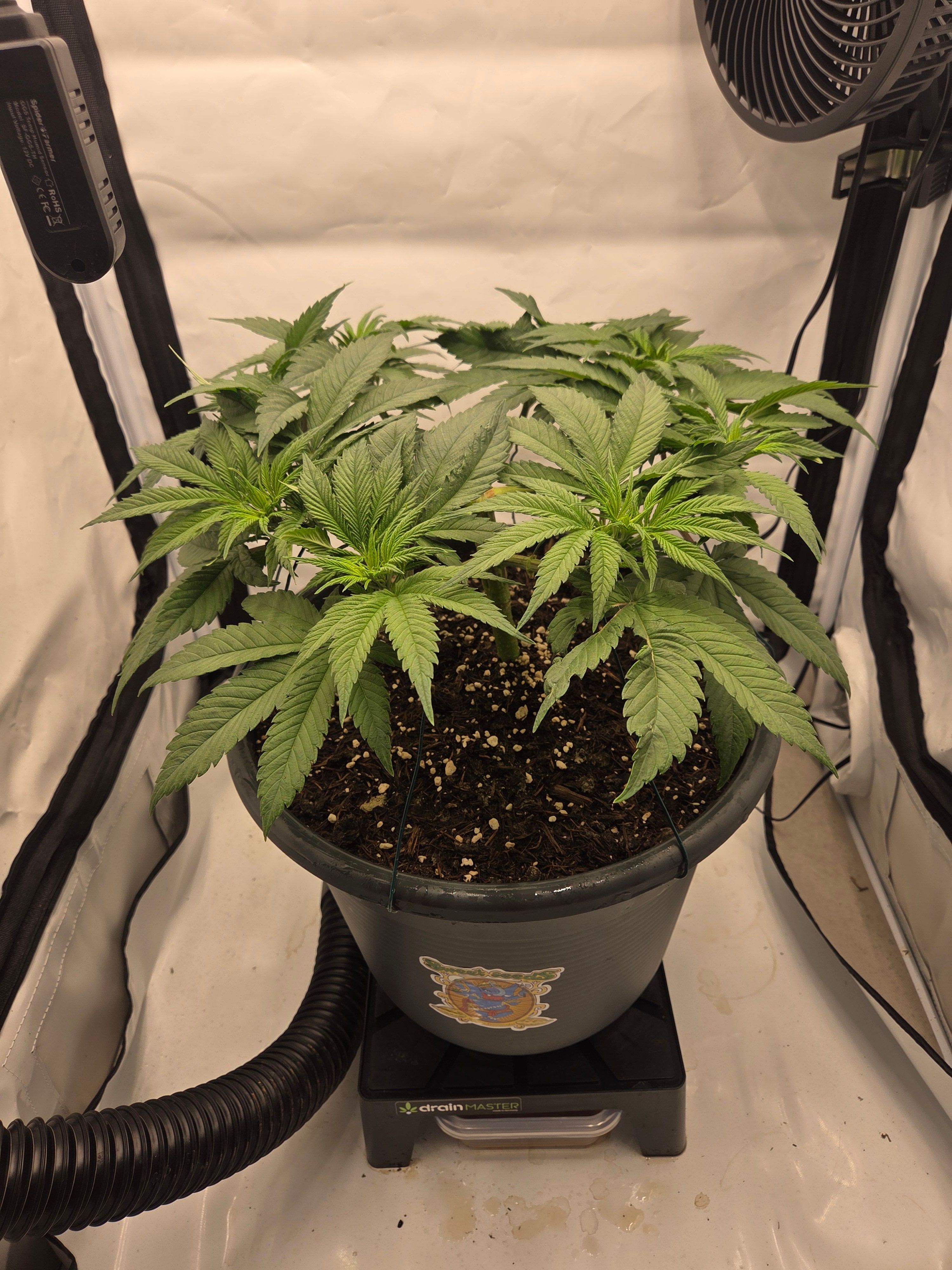 Biscotti πͺβοΈ growlog photo 47