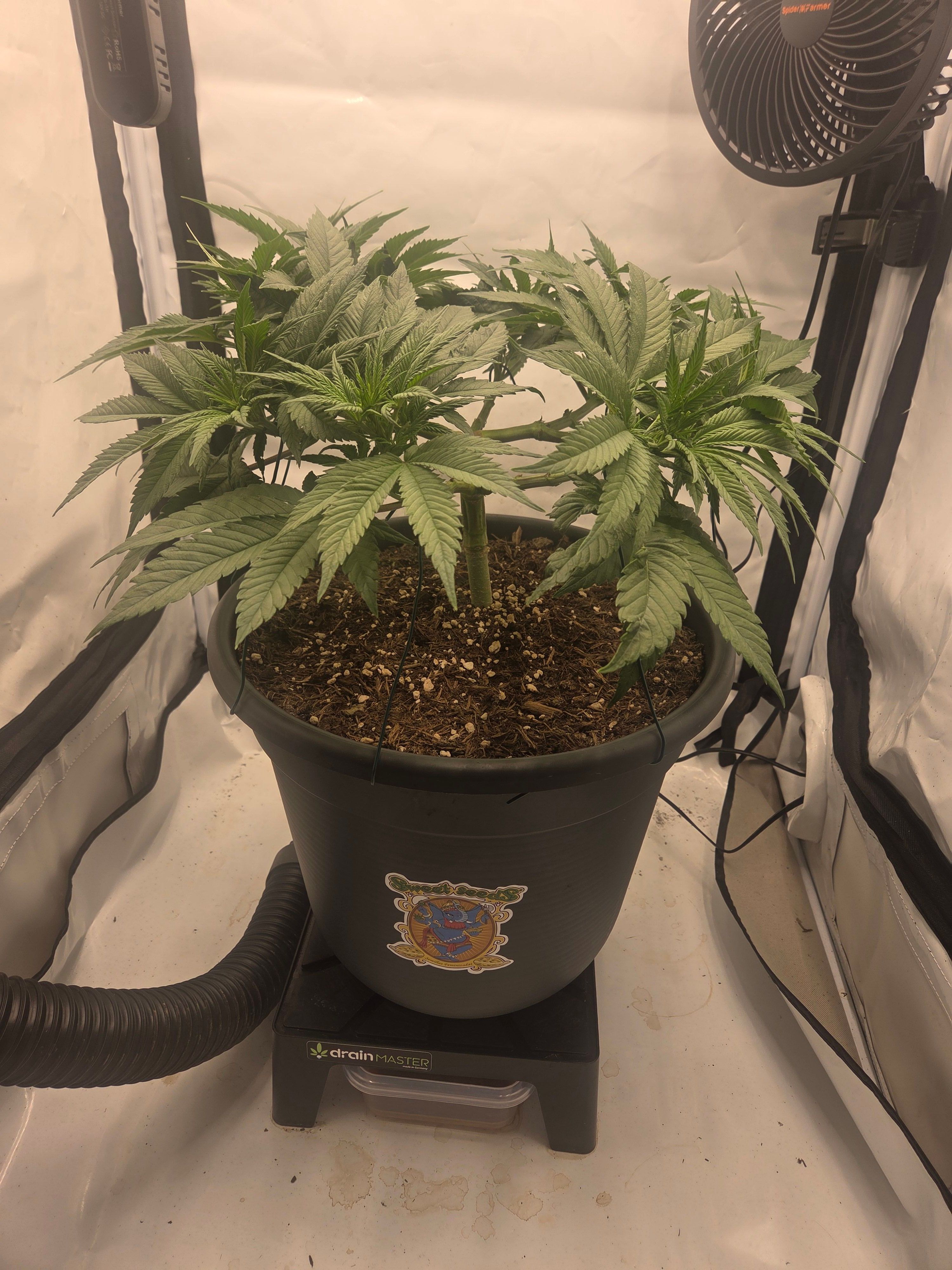 Biscotti πͺβοΈ growlog photo 51
