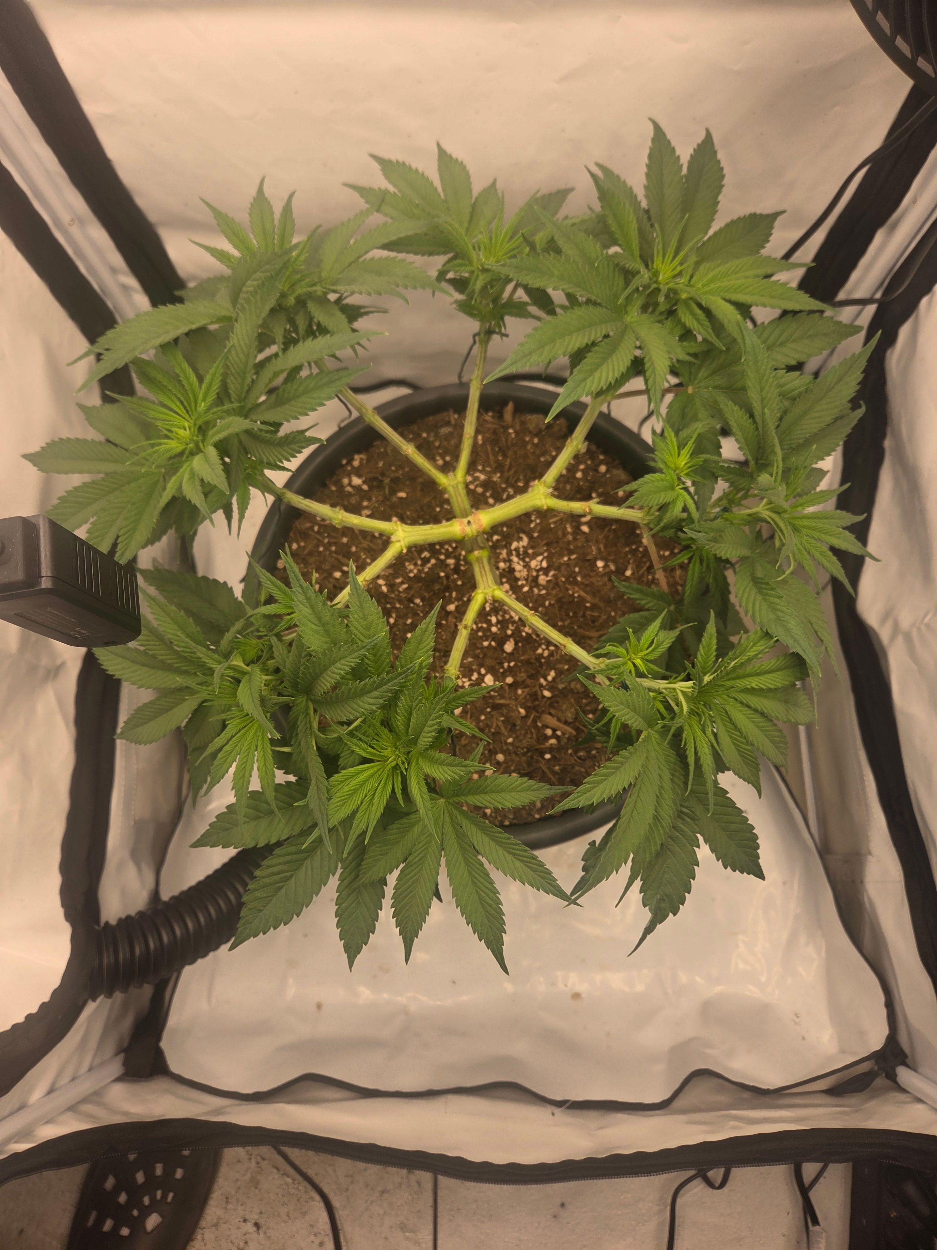 Biscotti πͺβοΈ growlog photo 49