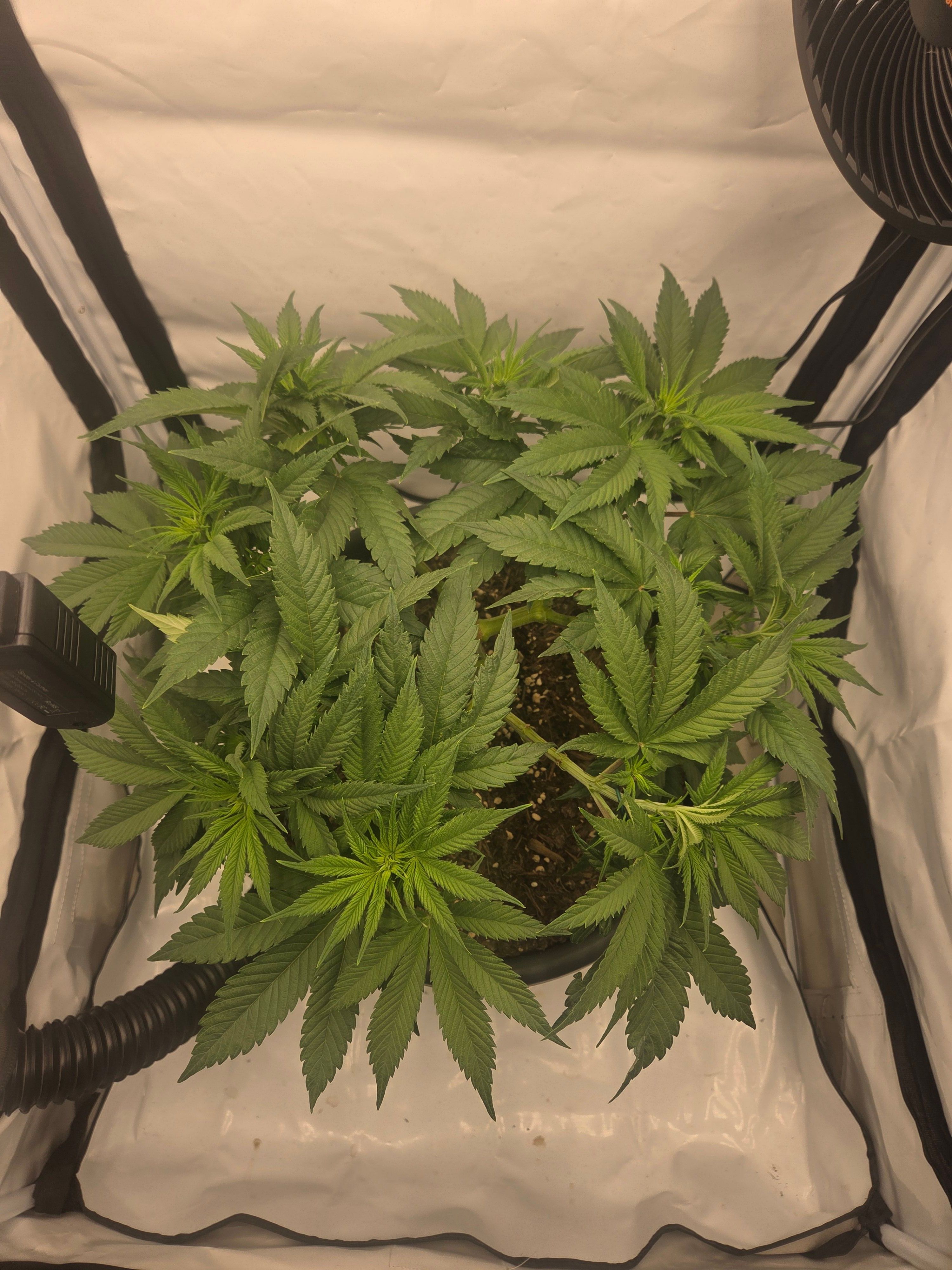 Biscotti πͺβοΈ growlog photo 50