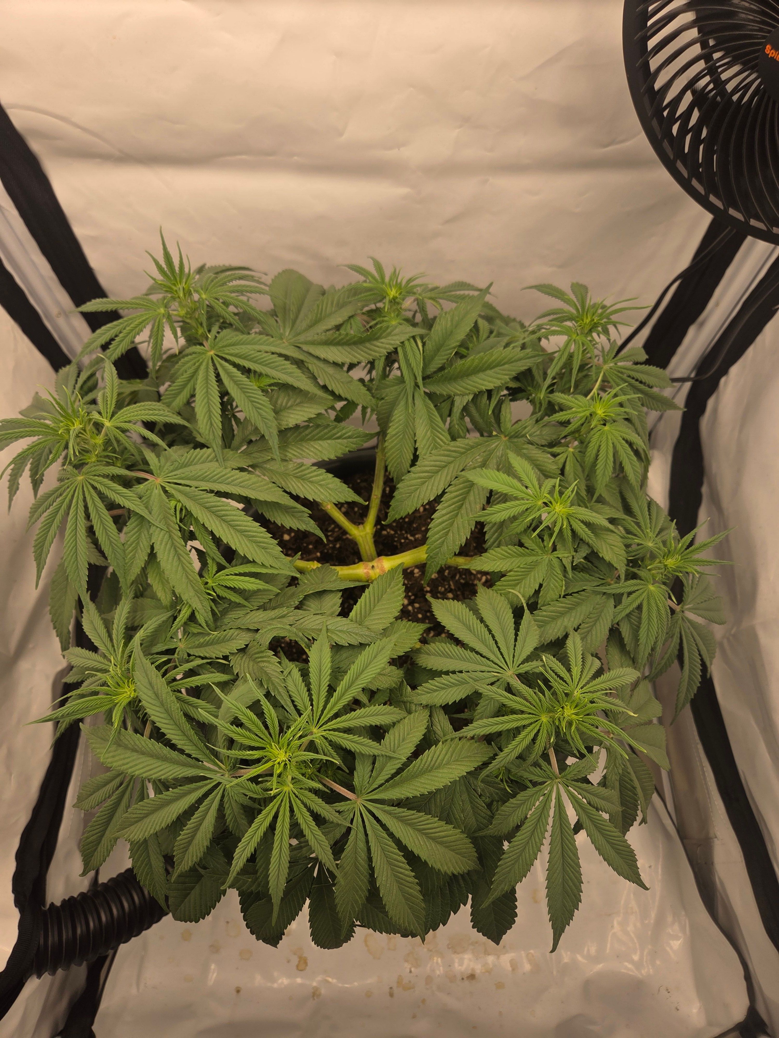 Biscotti πͺβοΈ growlog photo 52