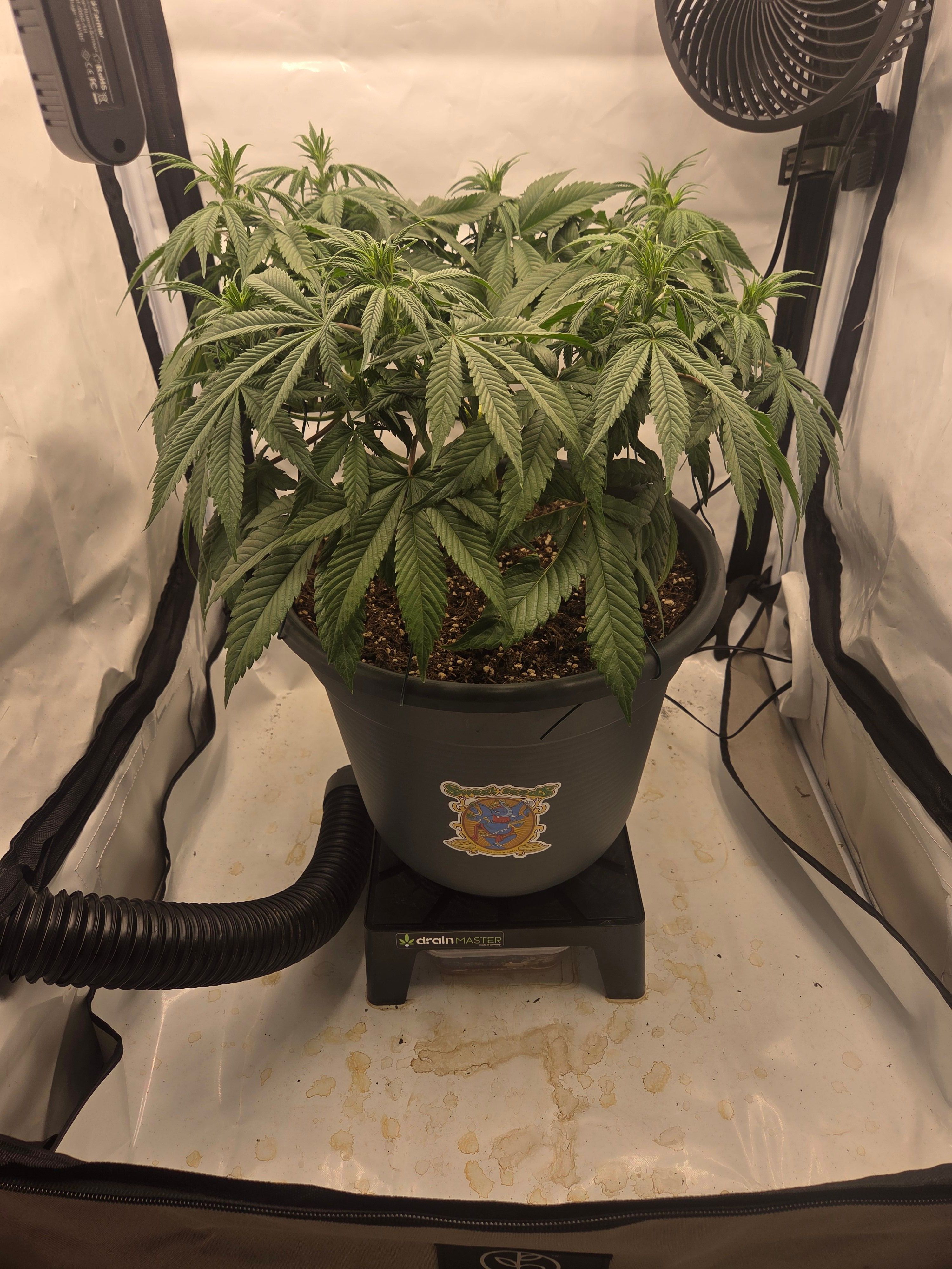 Biscotti πͺβοΈ growlog photo 53