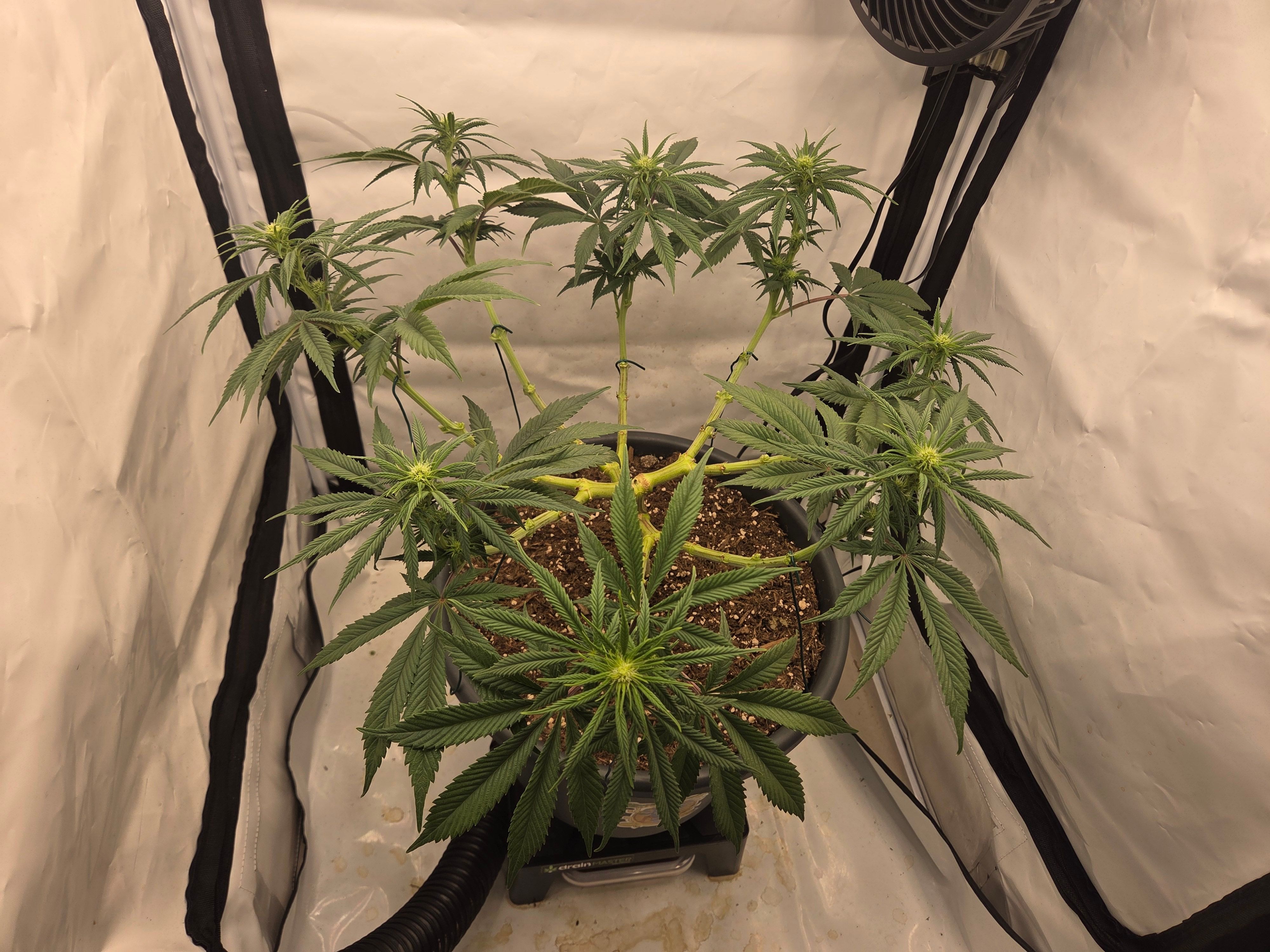 Biscotti πͺβοΈ growlog photo 55