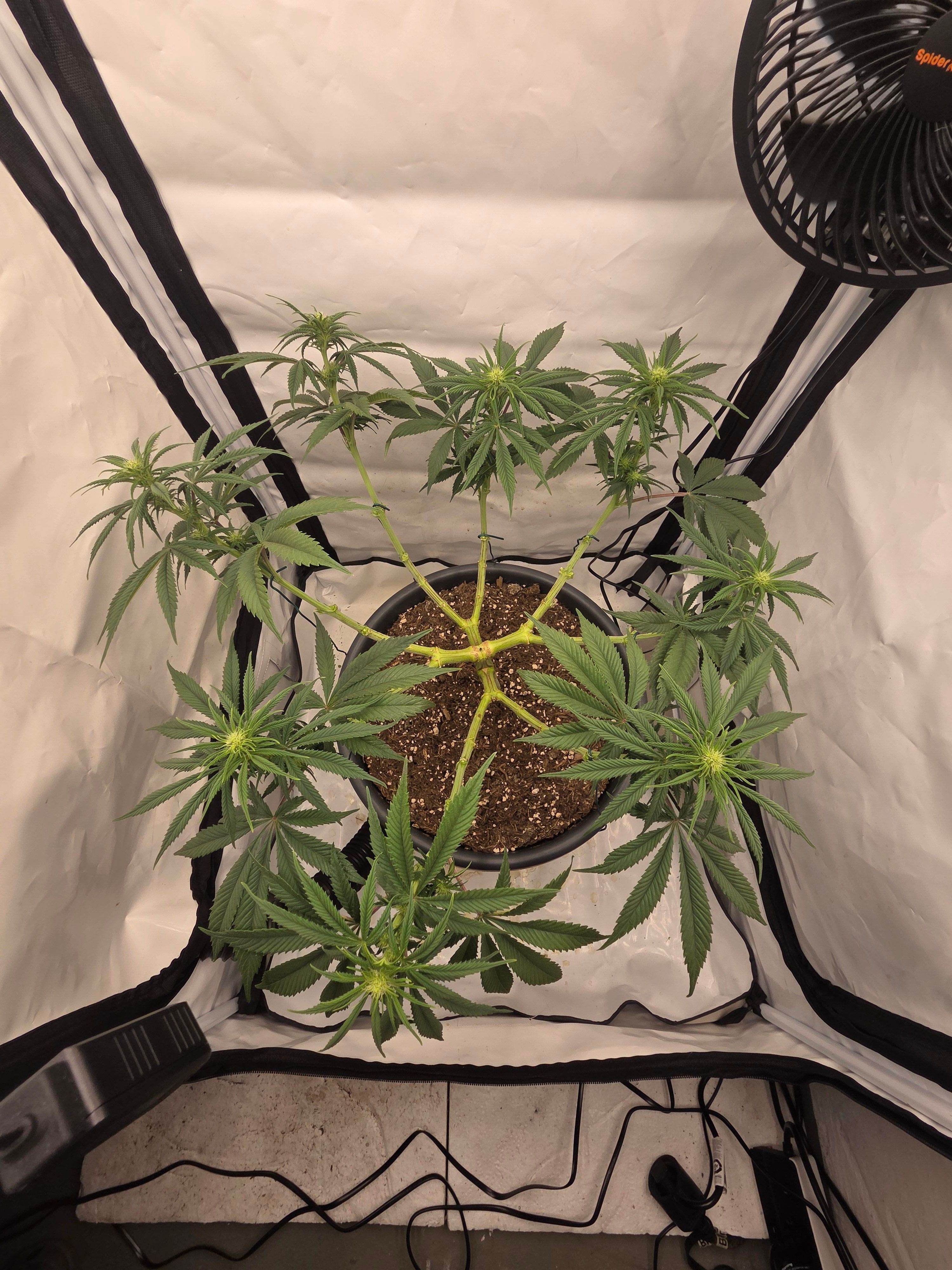 Biscotti πͺβοΈ growlog photo 54