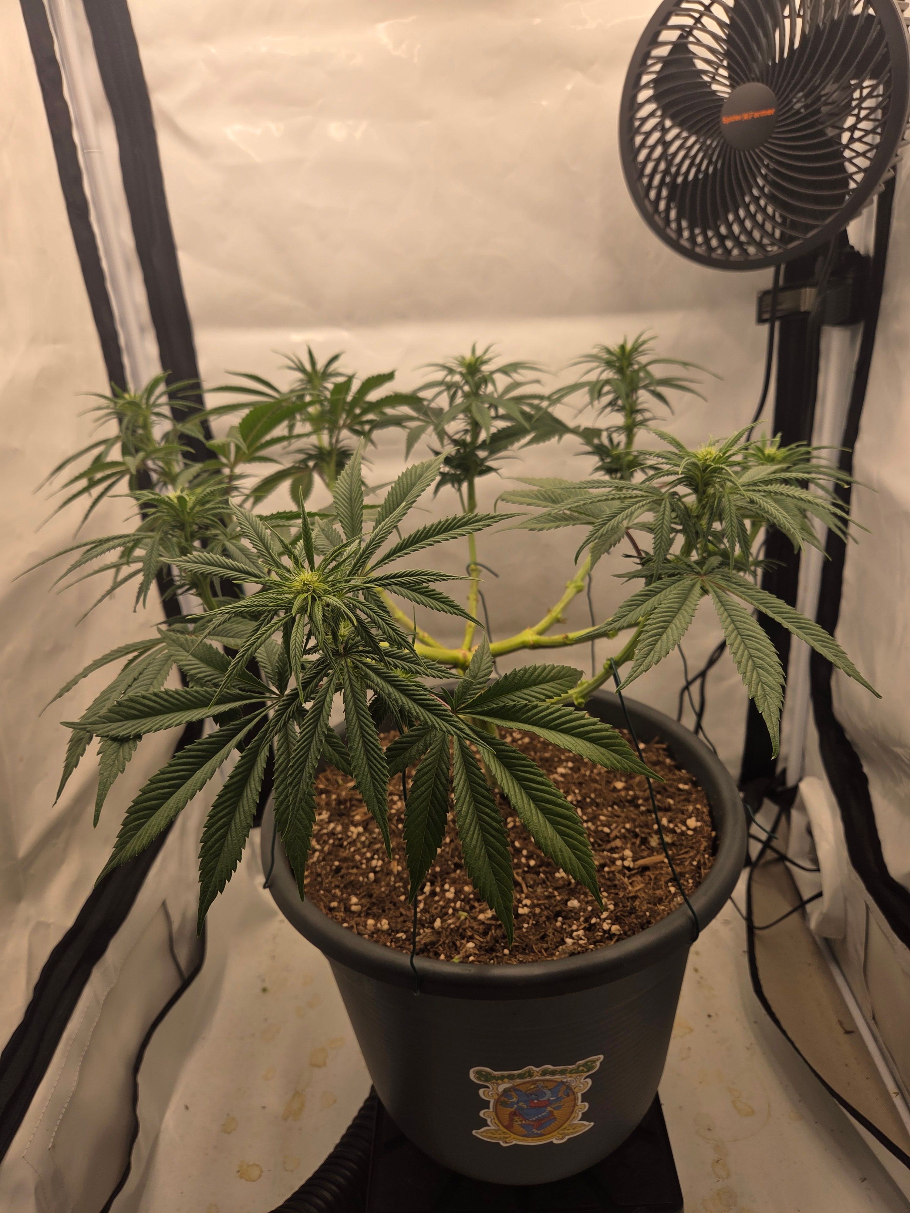 Biscotti πͺβοΈ growlog photo 58