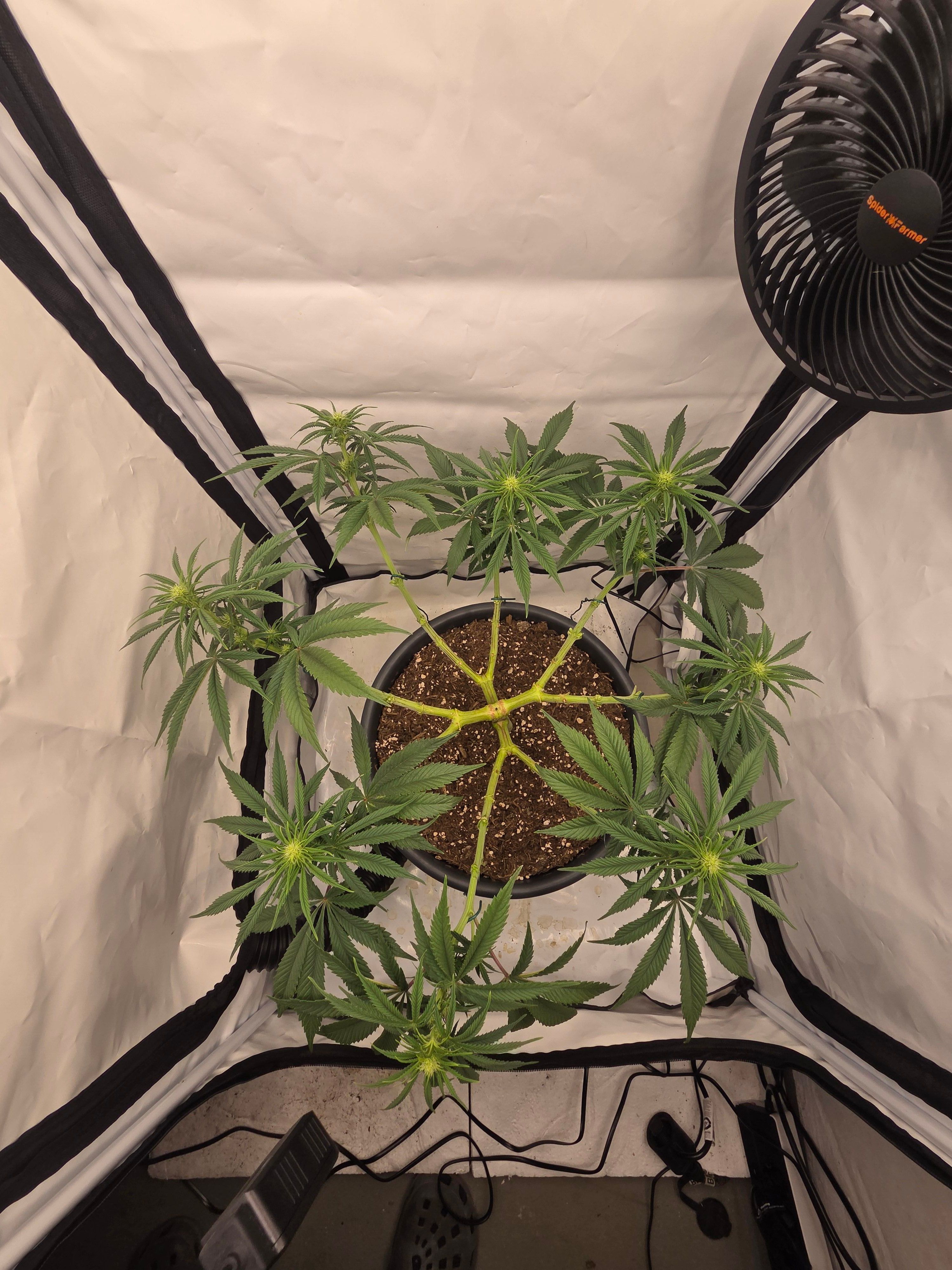 Biscotti πͺβοΈ growlog photo 57