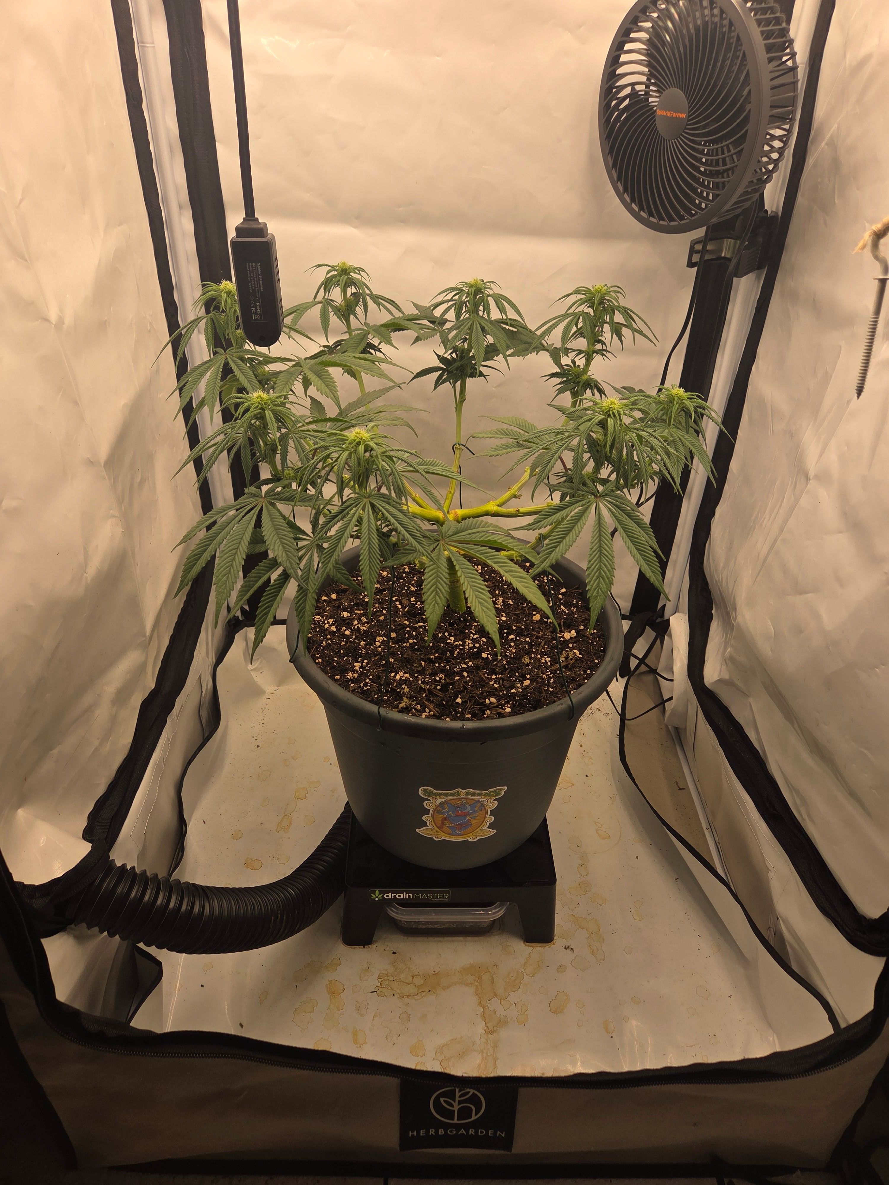 Biscotti πͺβοΈ growlog photo 59