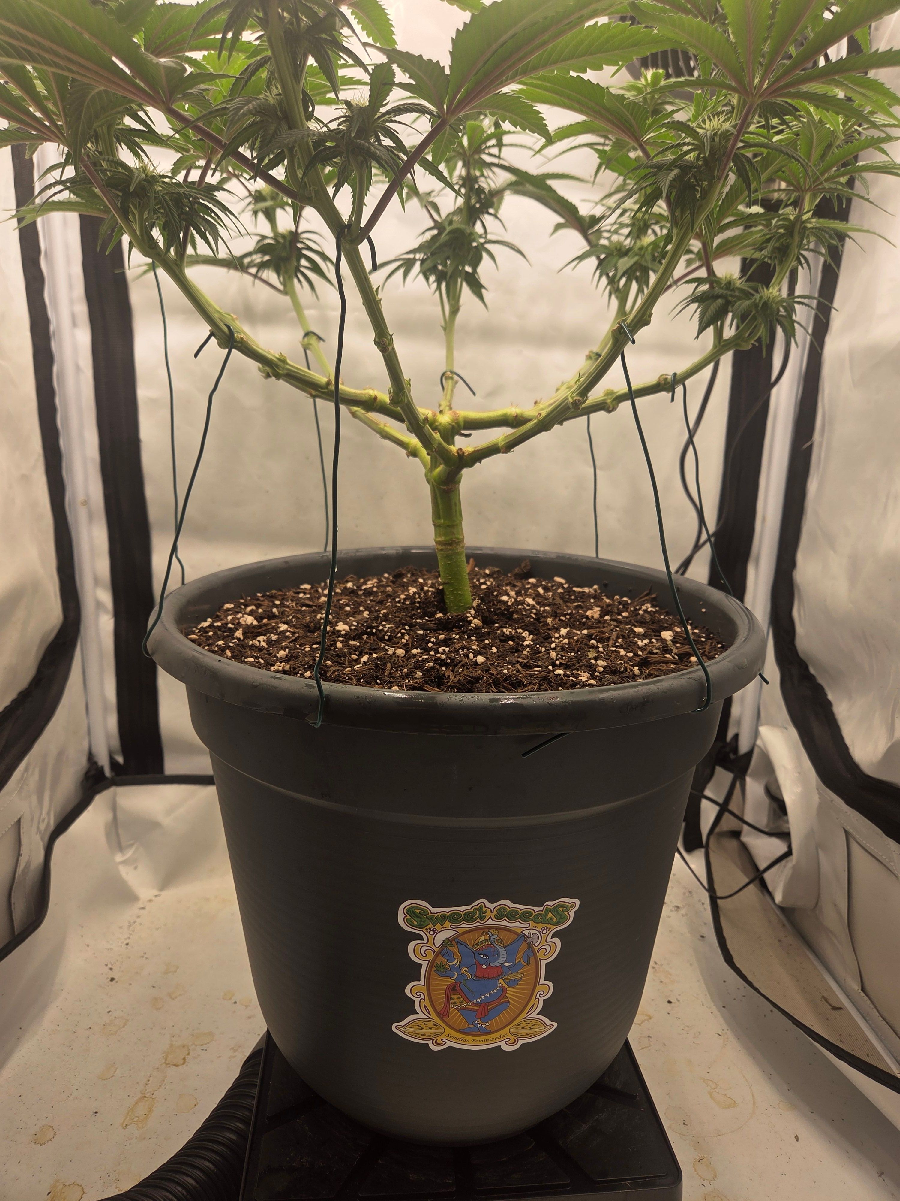 Biscotti πͺβοΈ growlog photo 62