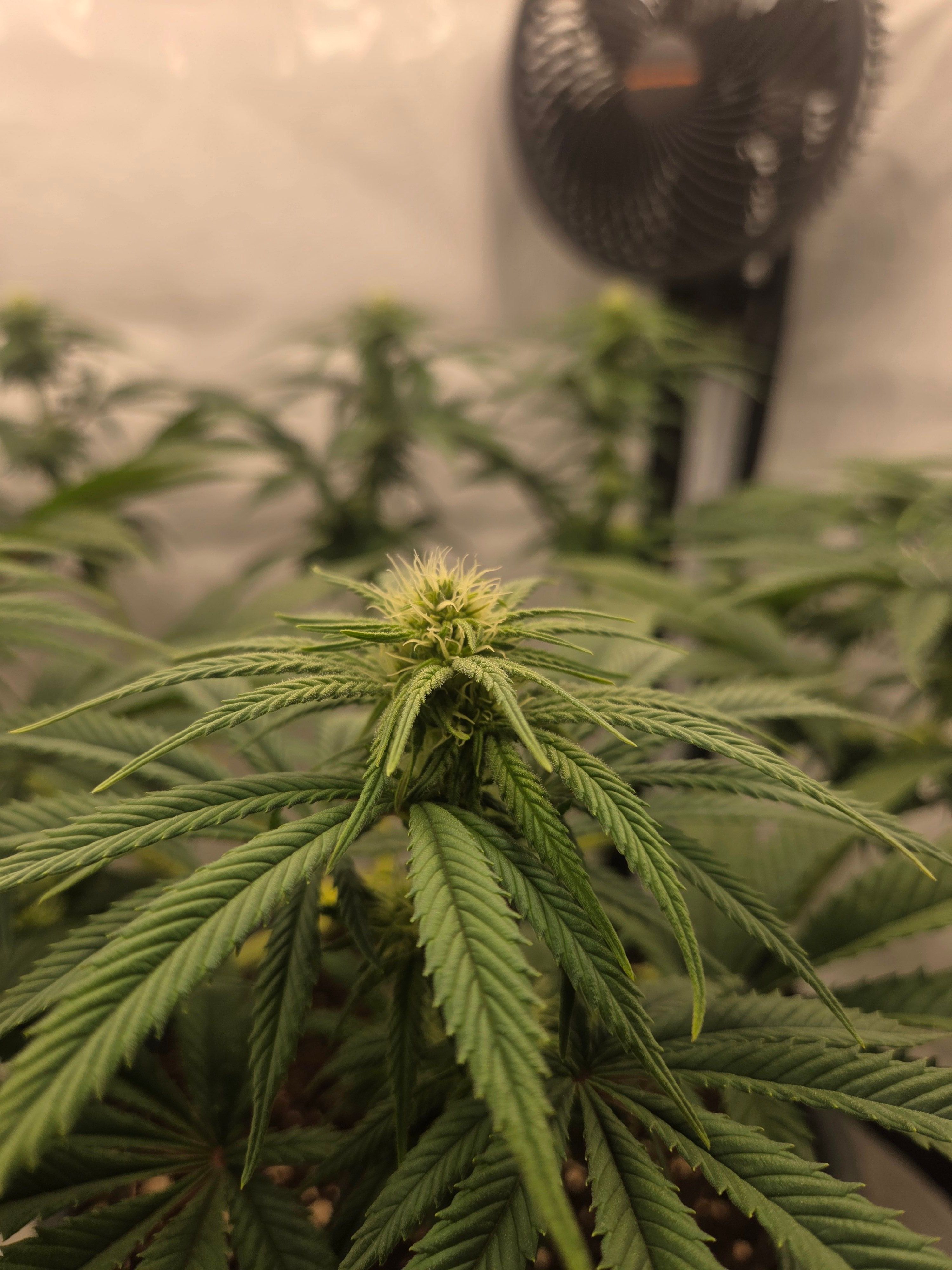 Biscotti πͺβοΈ growlog photo 61