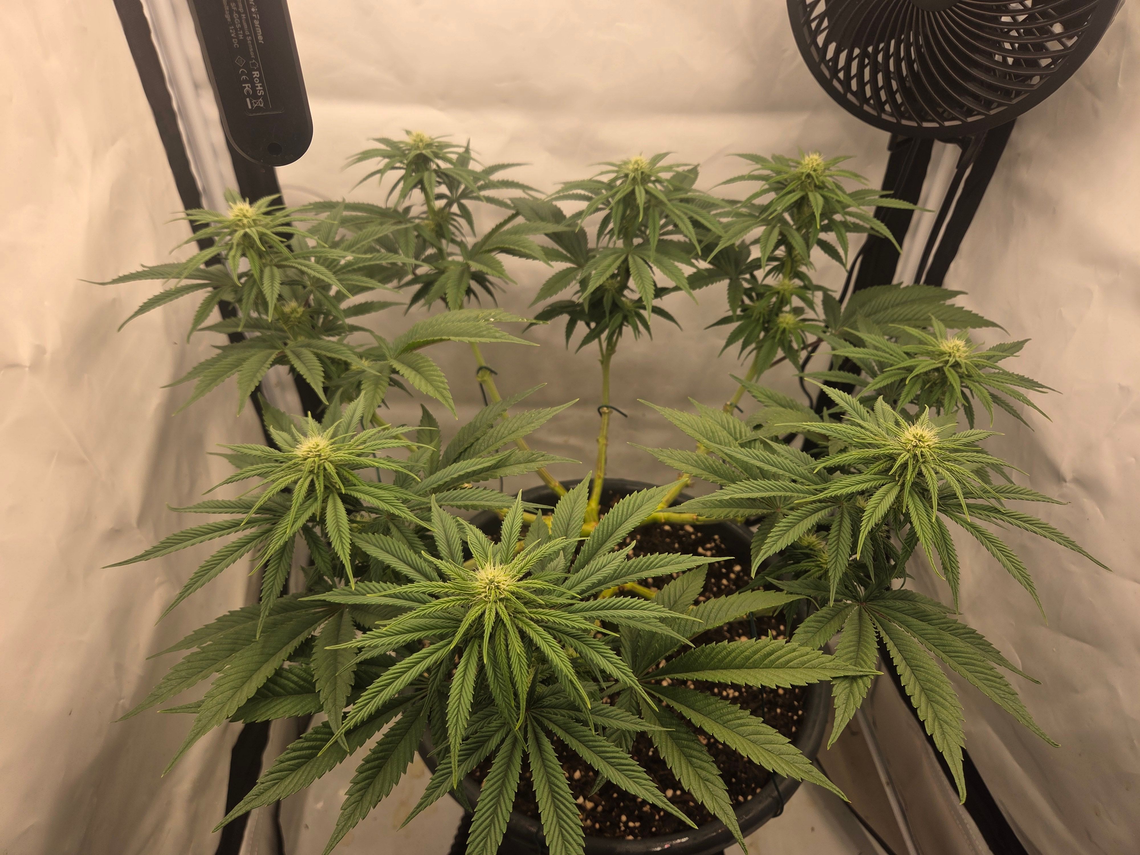 Biscotti πͺβοΈ growlog photo 63
