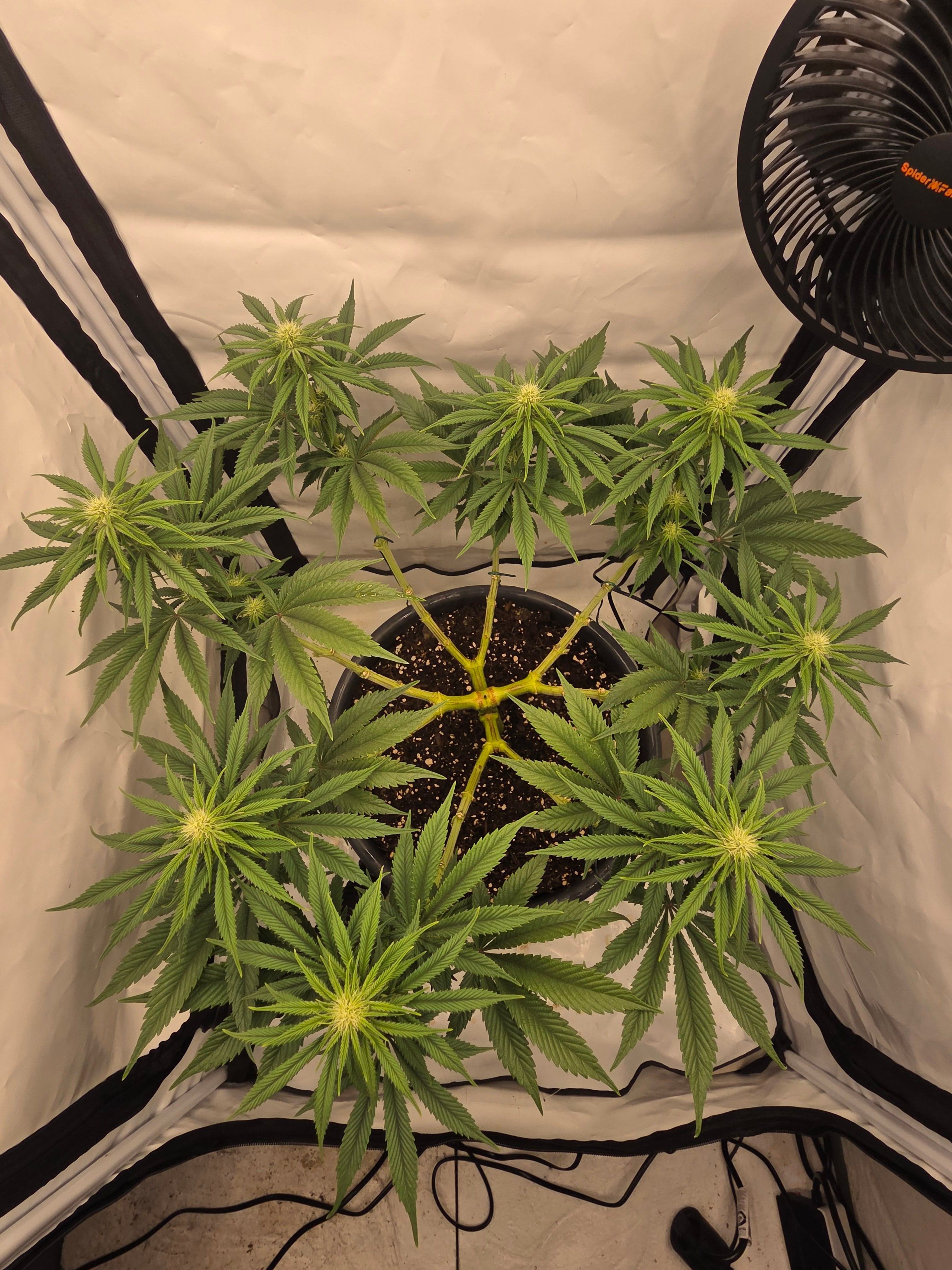 Biscotti πͺβοΈ growlog photo 64