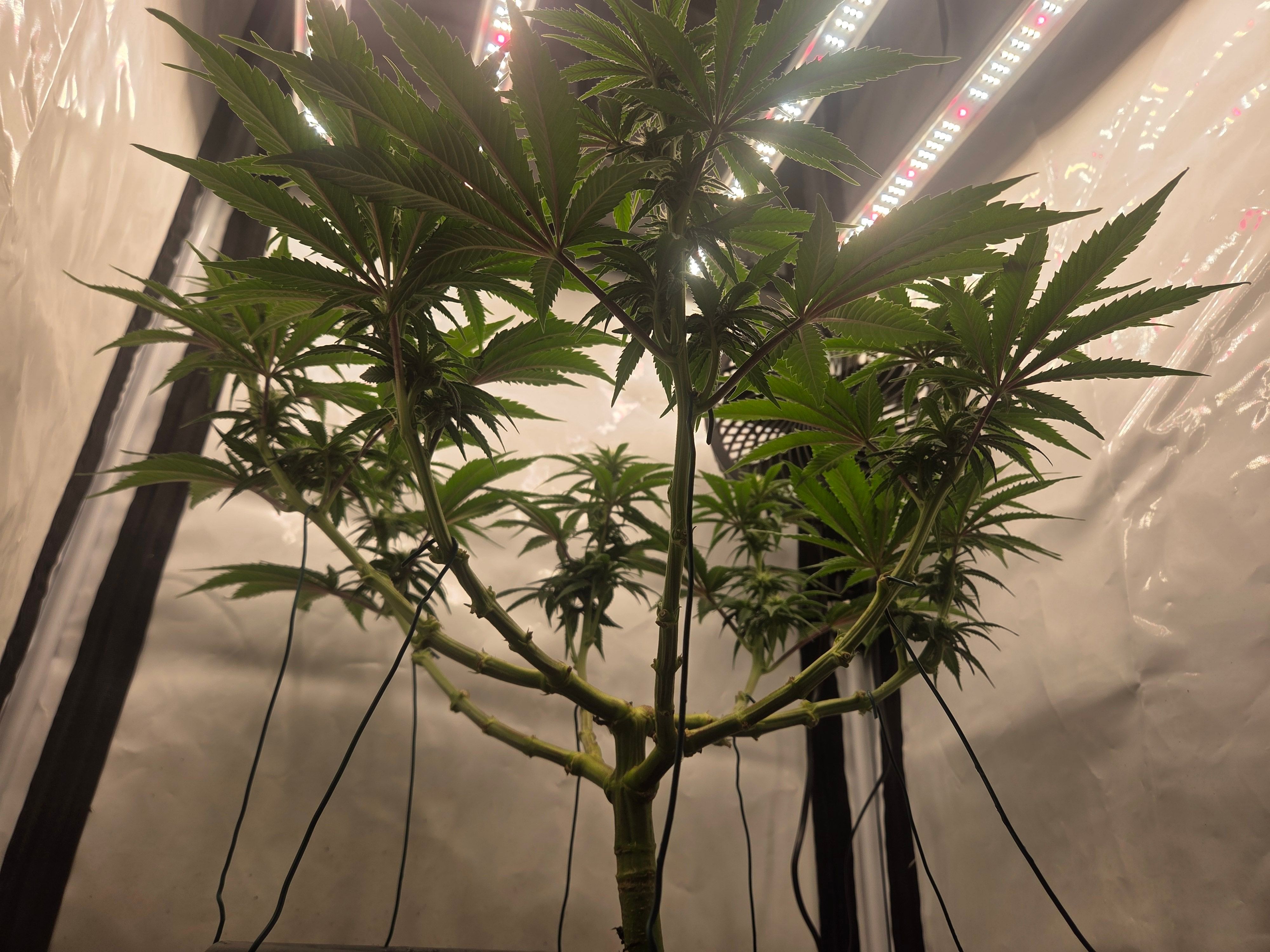 Biscotti πͺβοΈ growlog photo 65
