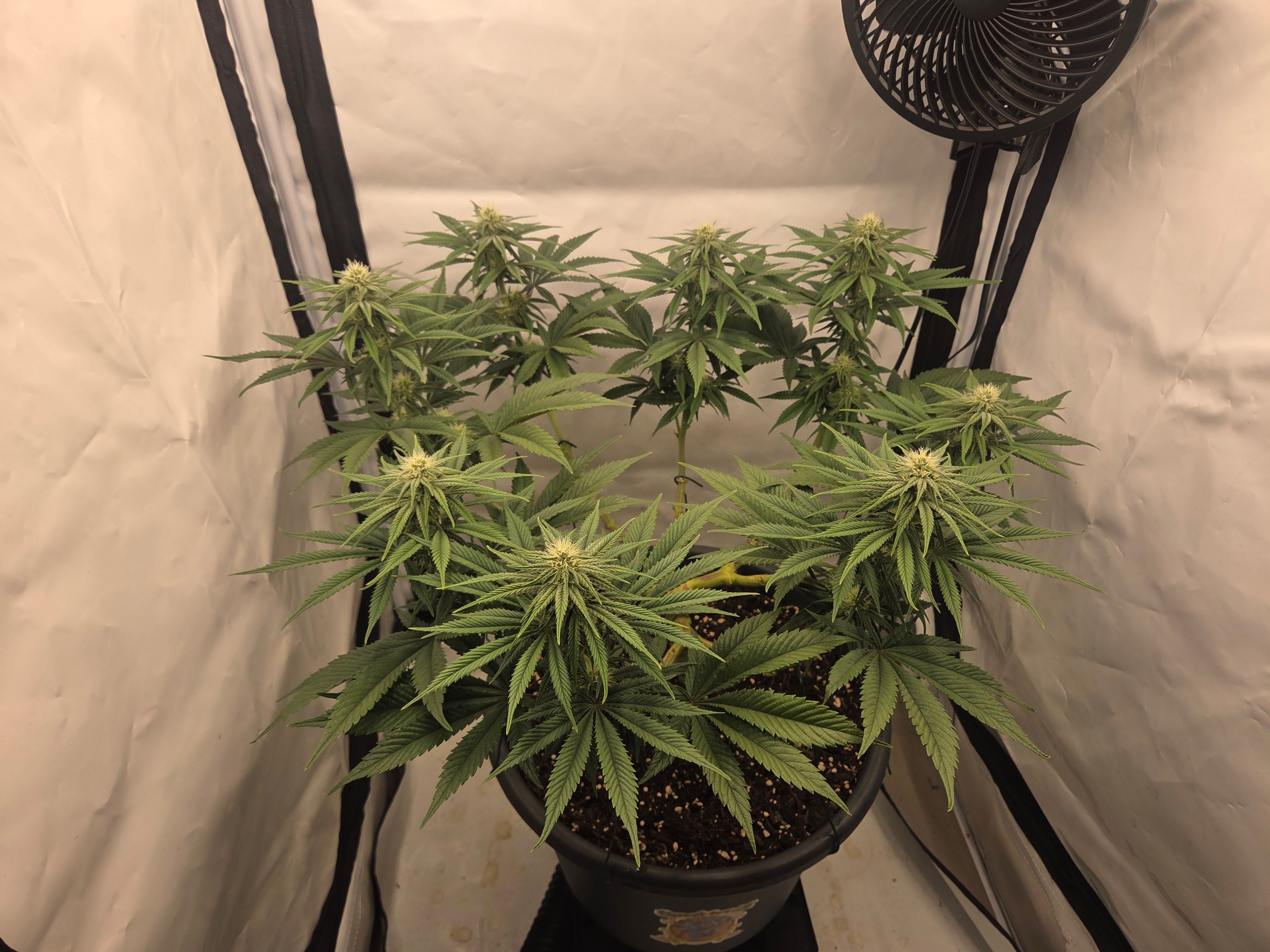Biscotti πͺβοΈ growlog photo 66