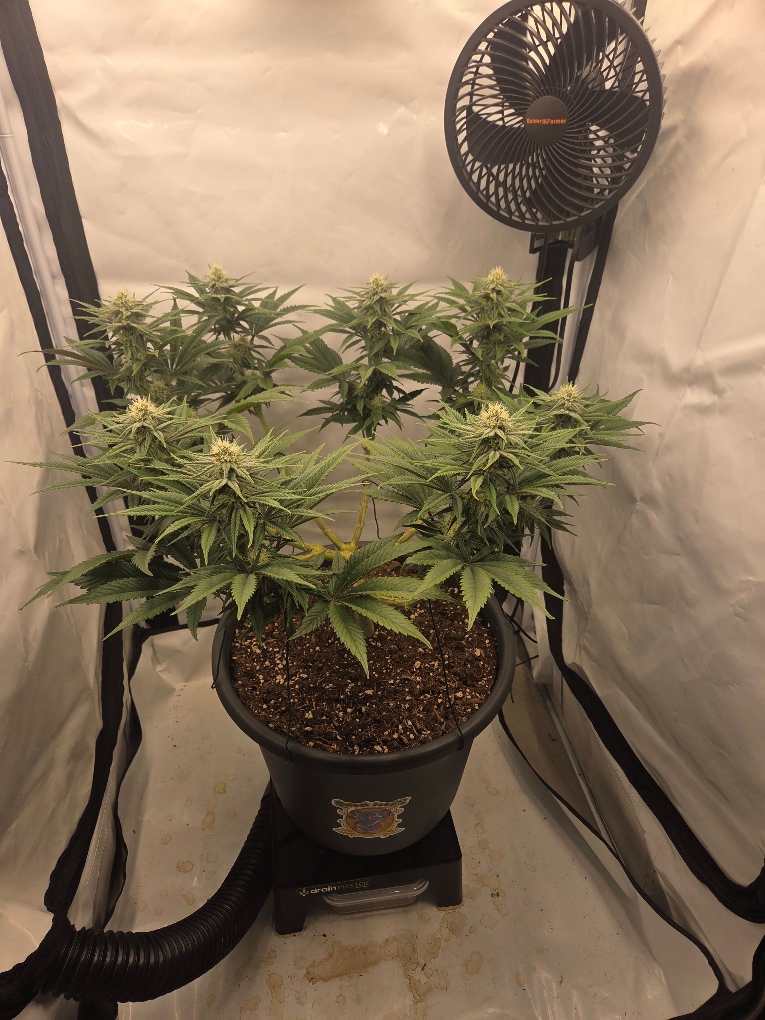 Biscotti πͺβοΈ growlog photo 68