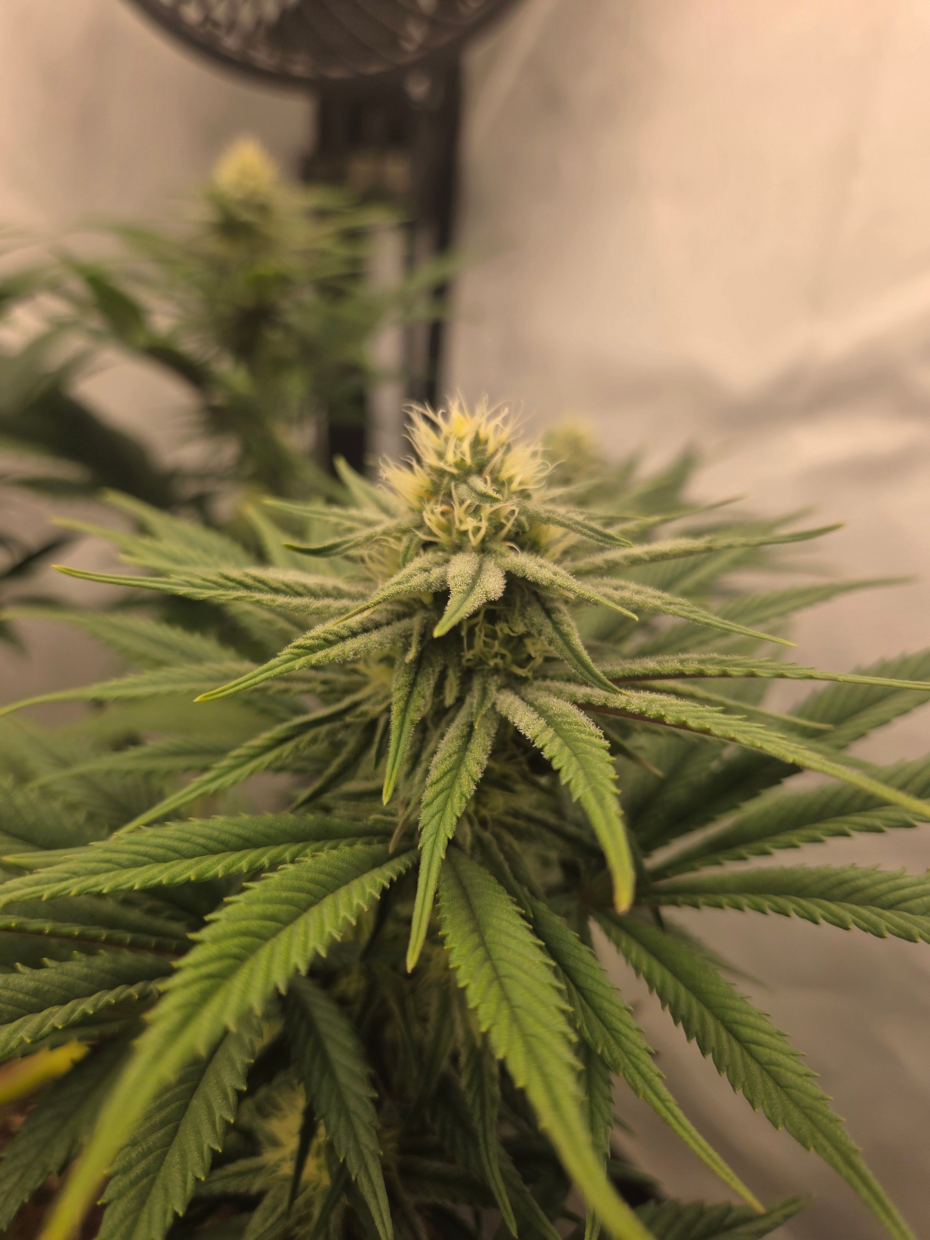 Biscotti πͺβοΈ growlog photo 67