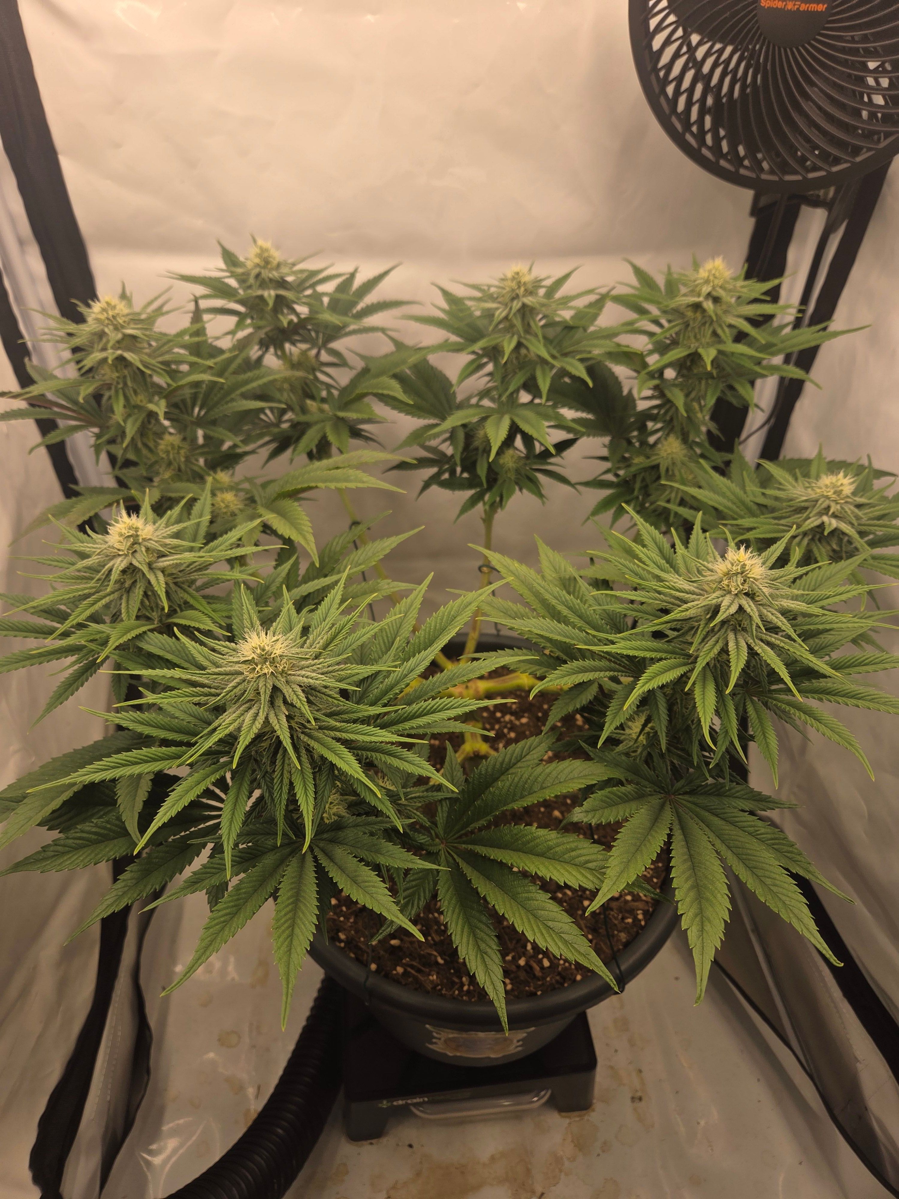 Biscotti πͺβοΈ growlog photo 69