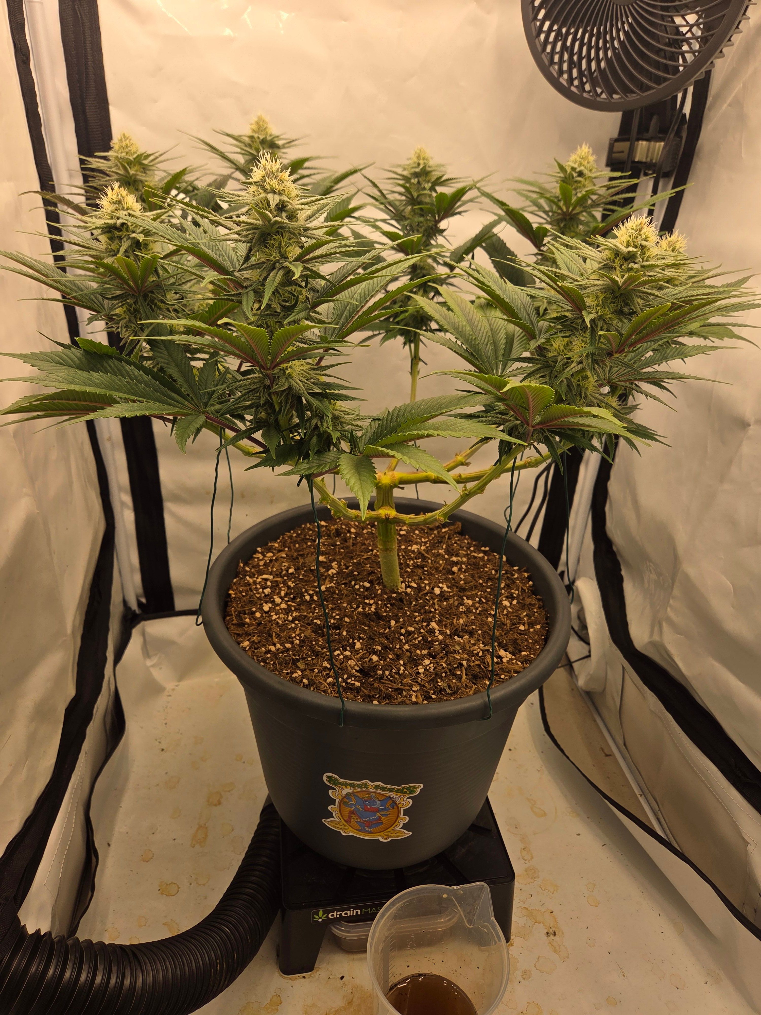 Biscotti πͺβοΈ growlog photo 71