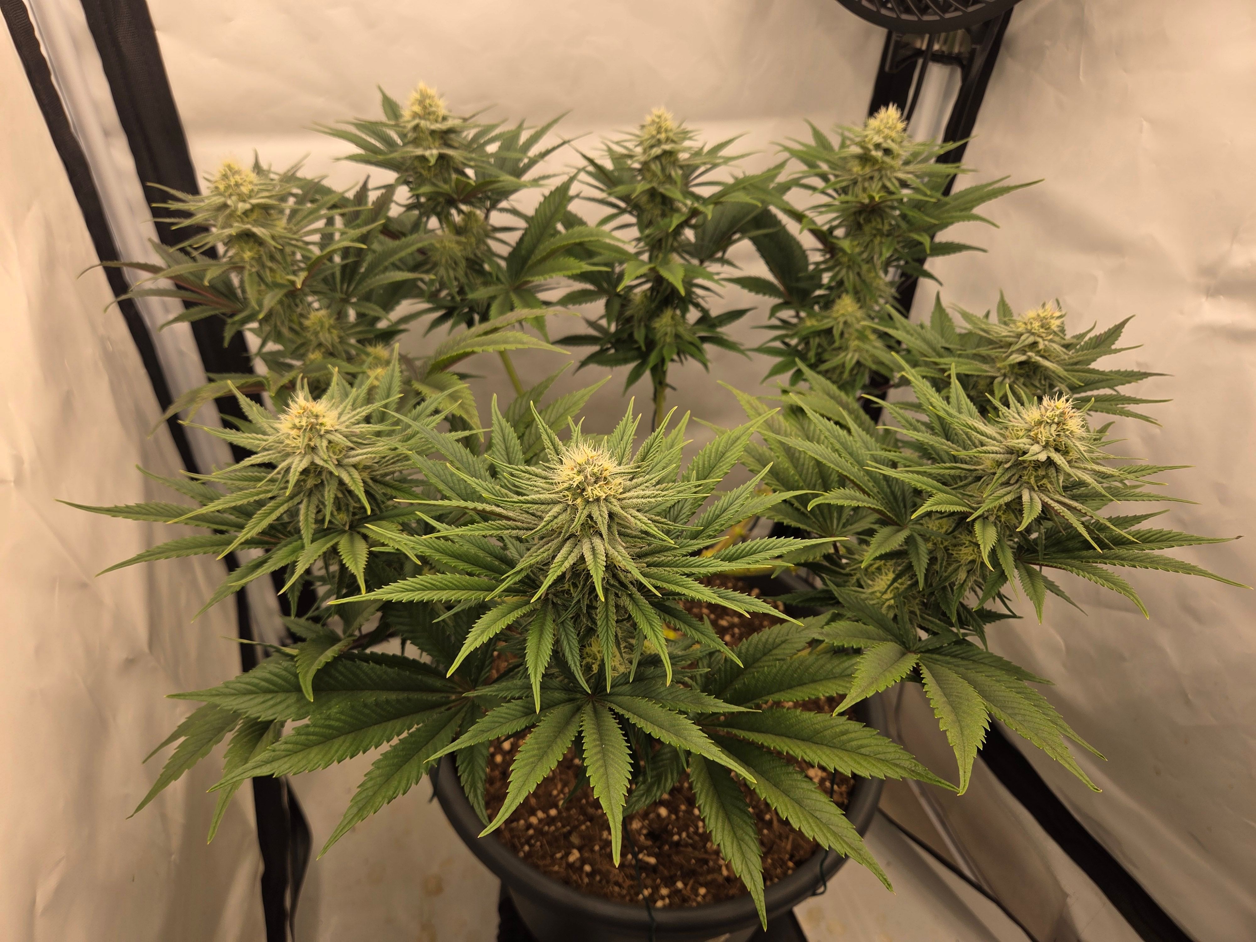 Biscotti πͺβοΈ growlog photo 72