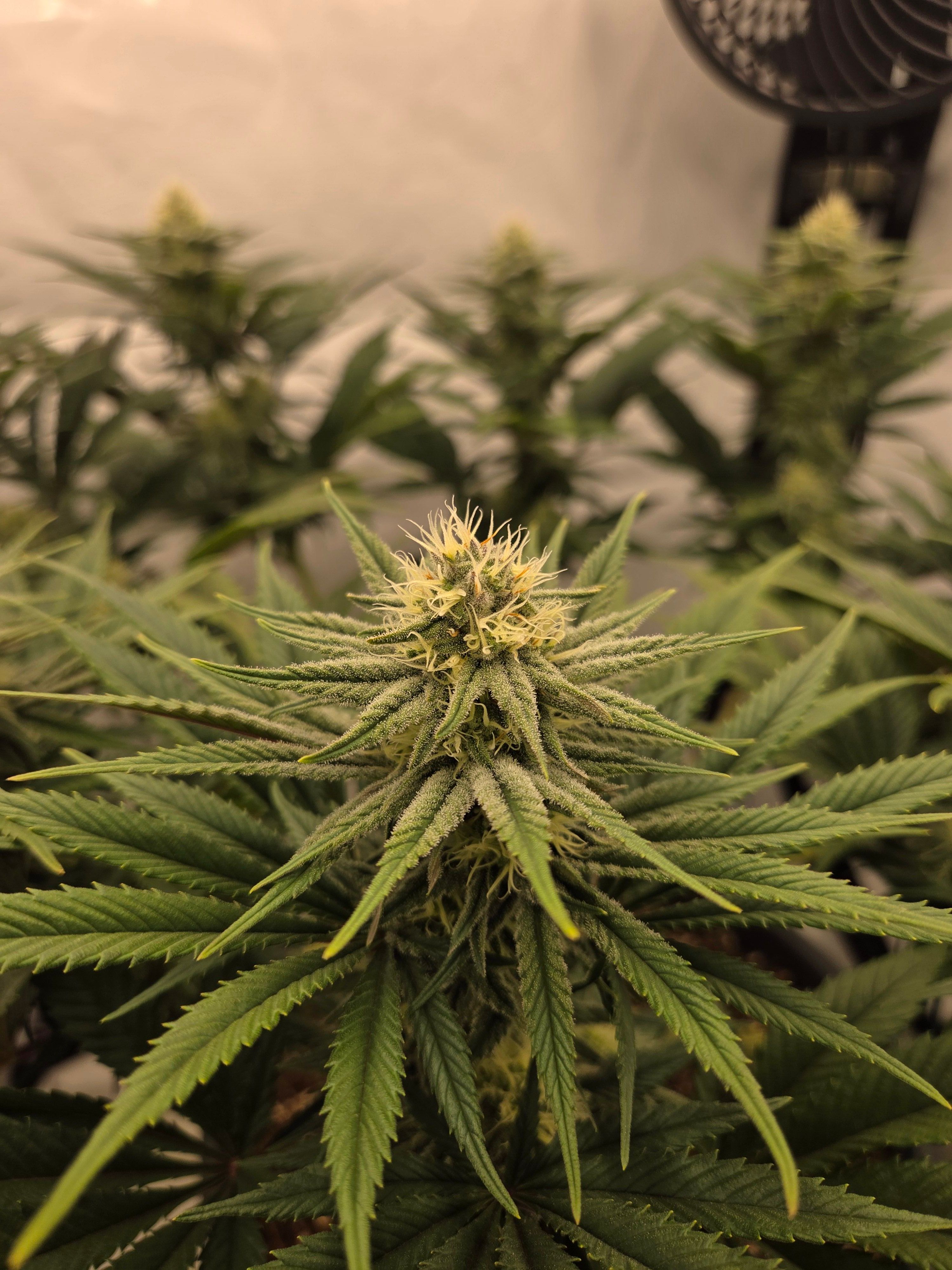 Biscotti πͺβοΈ growlog photo 73