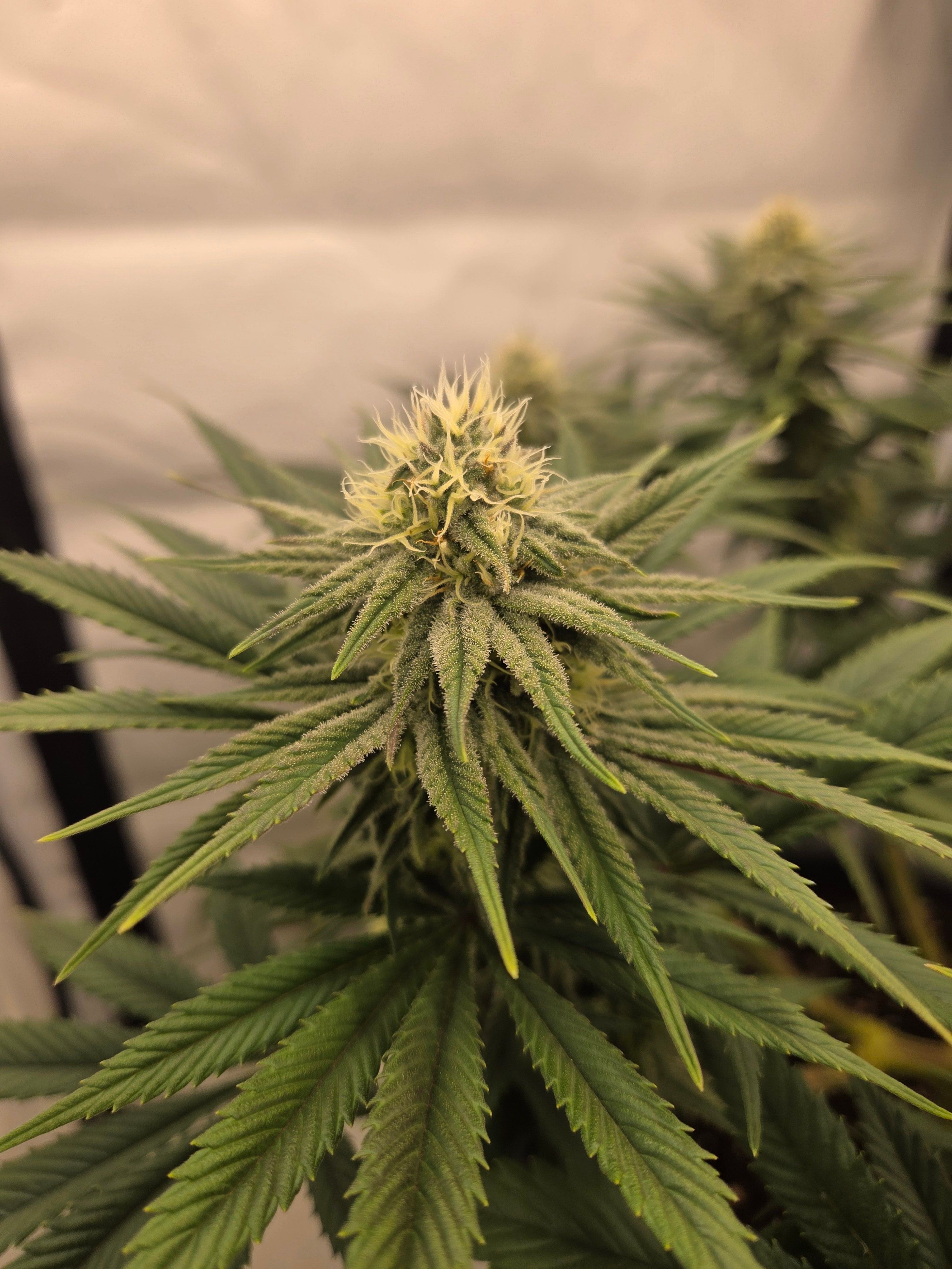 Biscotti πͺβοΈ growlog photo 76