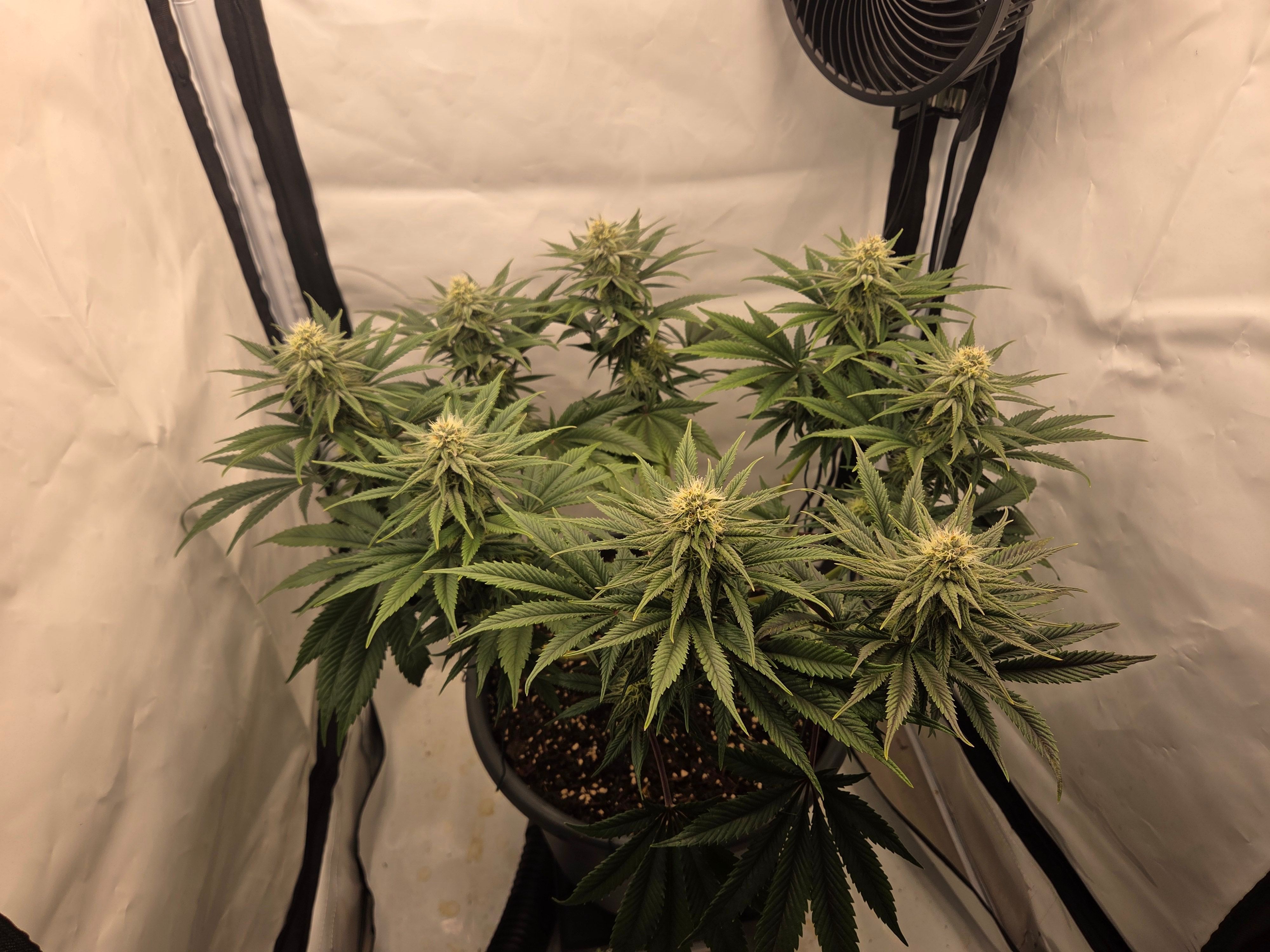 Biscotti πͺβοΈ growlog photo 75