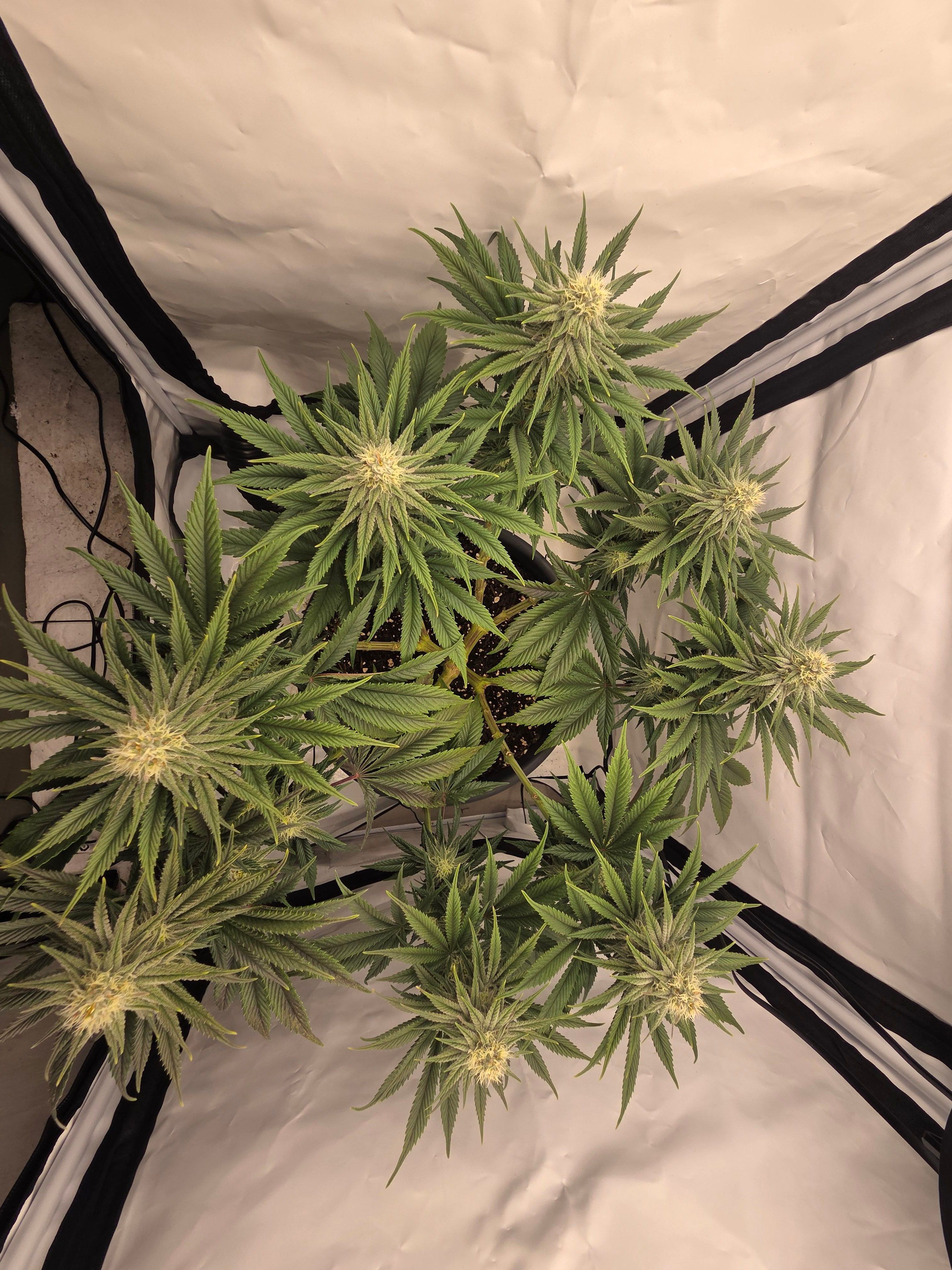 Biscotti πͺβοΈ growlog photo 74