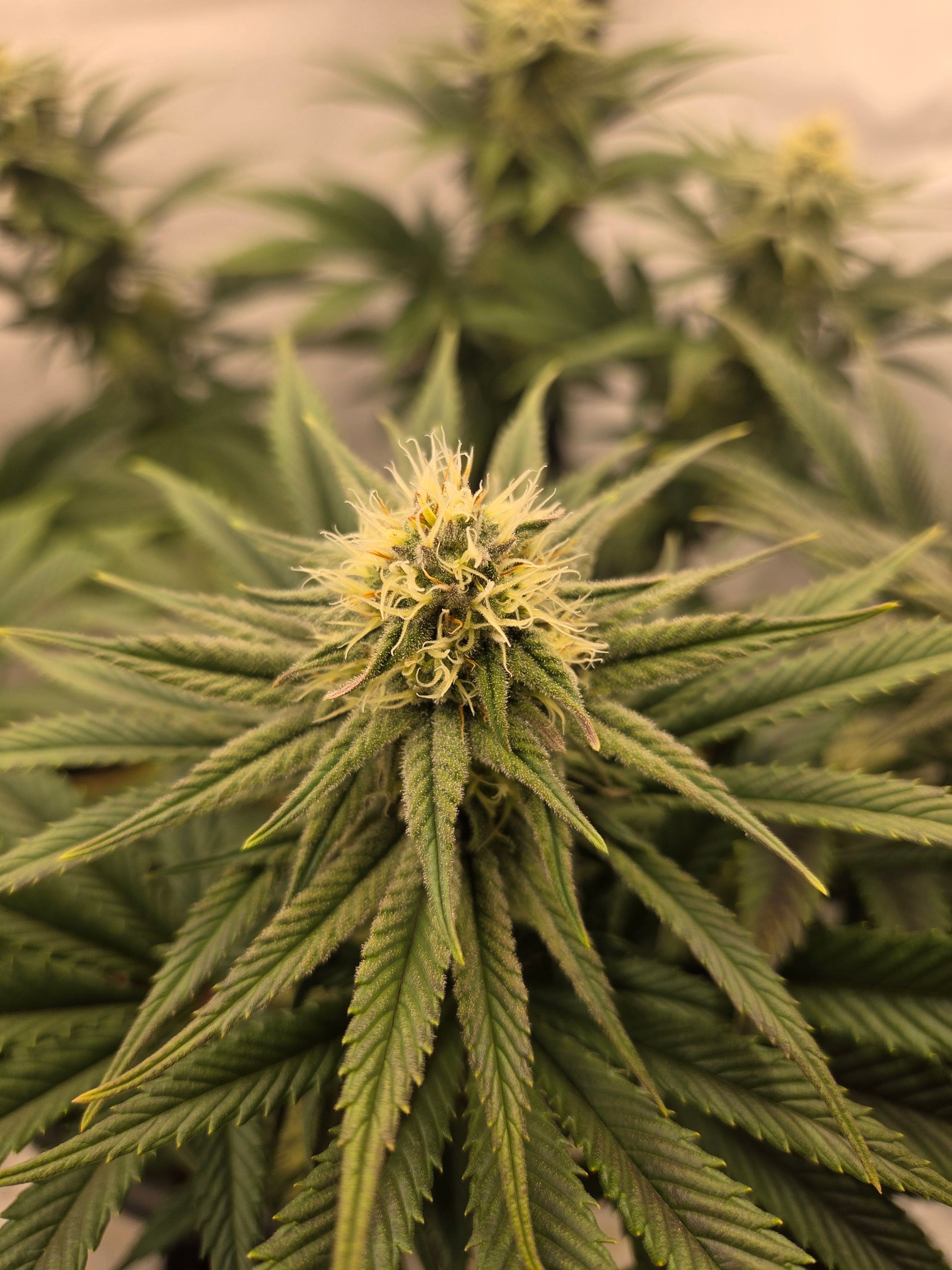 Biscotti πͺβοΈ growlog photo 77