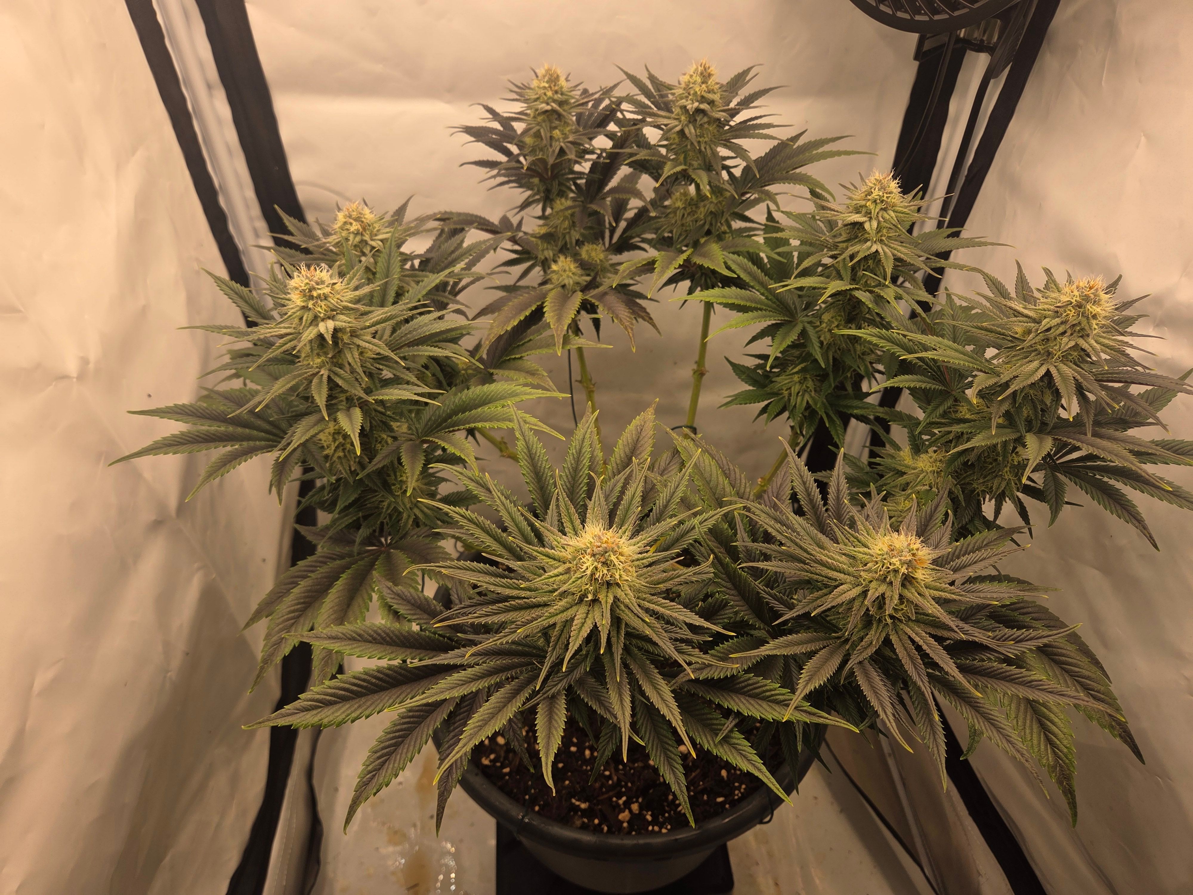 Biscotti πͺβοΈ growlog photo 80